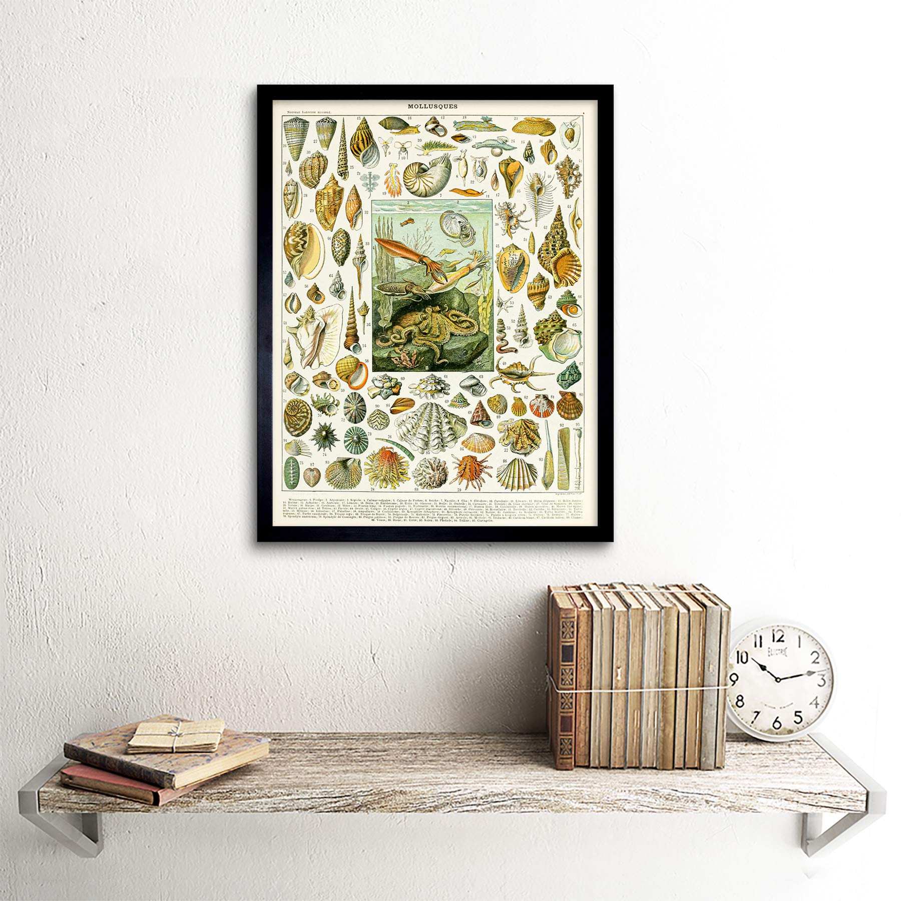 Artery8 Millot Encyclopedia Page Molluscs Shells Art Print Framed Poster Wall Decor 12x16 inch — view 2