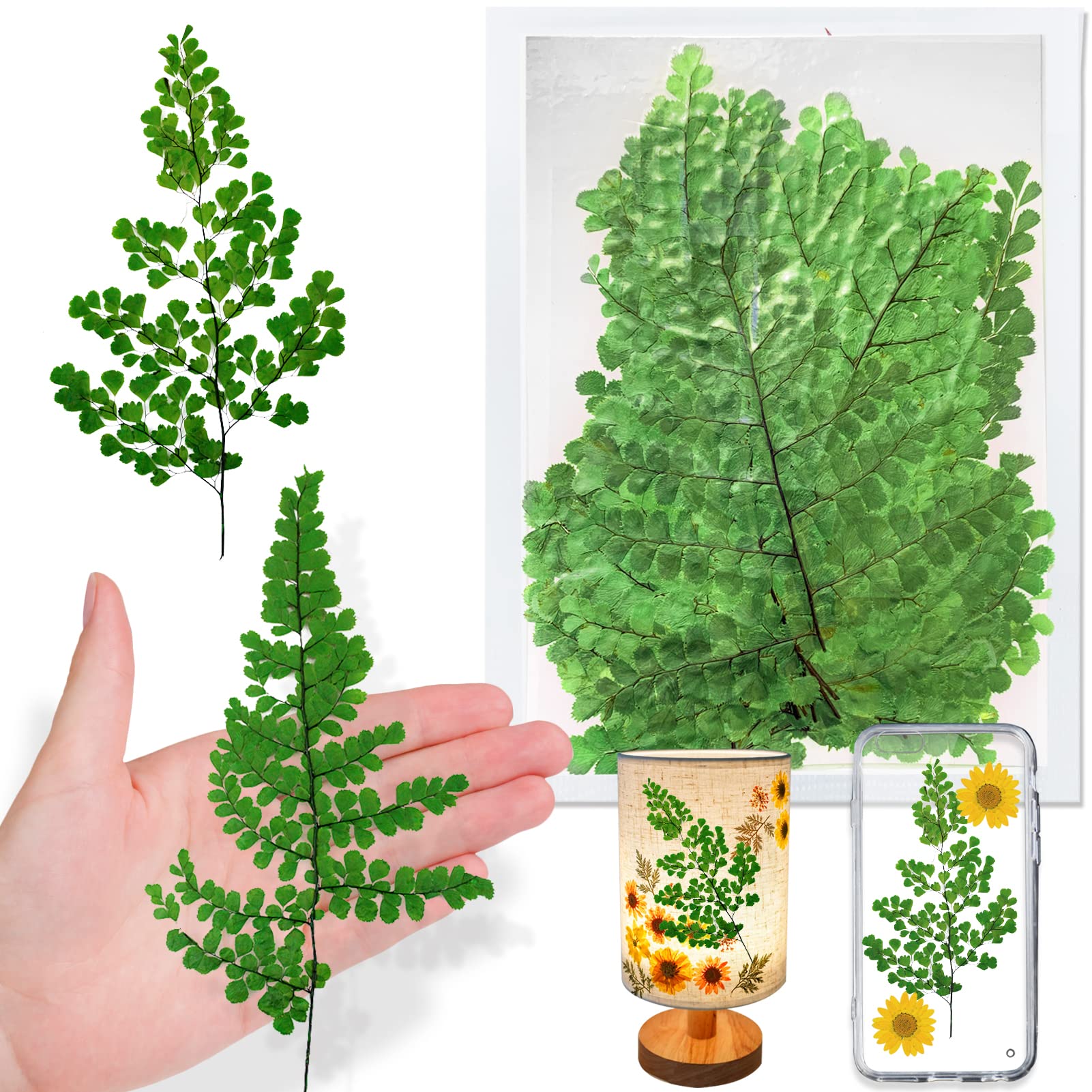 Natural Pressed Iron Wire Fern Leaves for Resin, 42PCS Green Real Dried Ferns Leaves, Plant Pressed Leaf for Resin Art DIY Craft Embellishment Jewelry Card Scrapbooking Making Decor