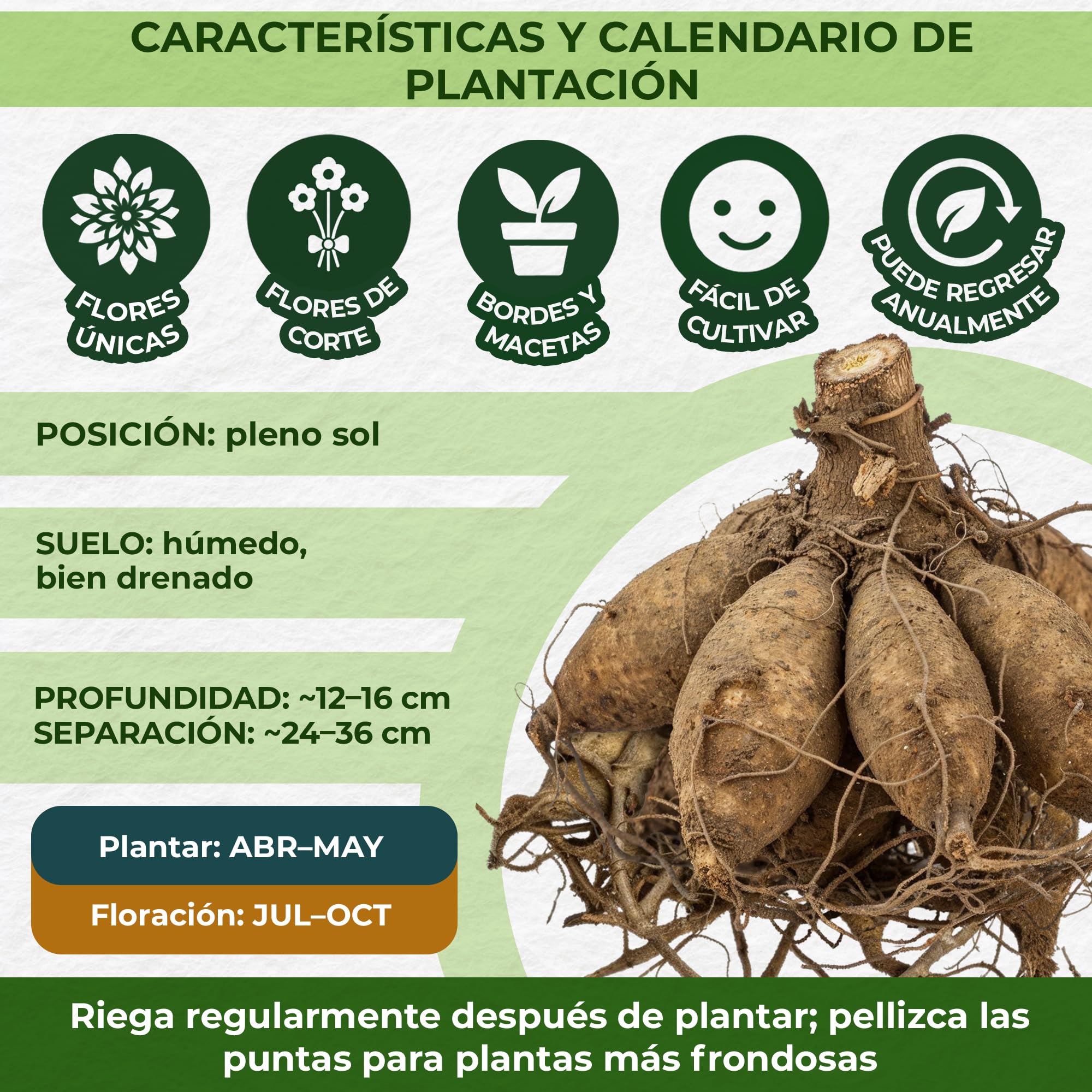 Dahlia Tubers Grand Collection, paquete de regalo con mezcla de 5 variedades de bulbos de dalia de Holanda, mezcla exclusiva de tubérculos de dalia para jardín y macetas(sin semillas, no artificiales)