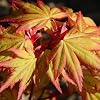 gardeners dream acer palmatum orange dream (20-40 cm incl. pot) - Japanese maple tree hardy - Japanese shrubs plants hardy - hardy plants for garden tubs & patio