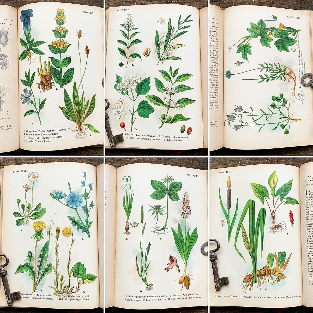 Amazon.co.jp: [難あり]ドイツの古い植物図鑑(DIE BLUTENPFLANZEN 1921