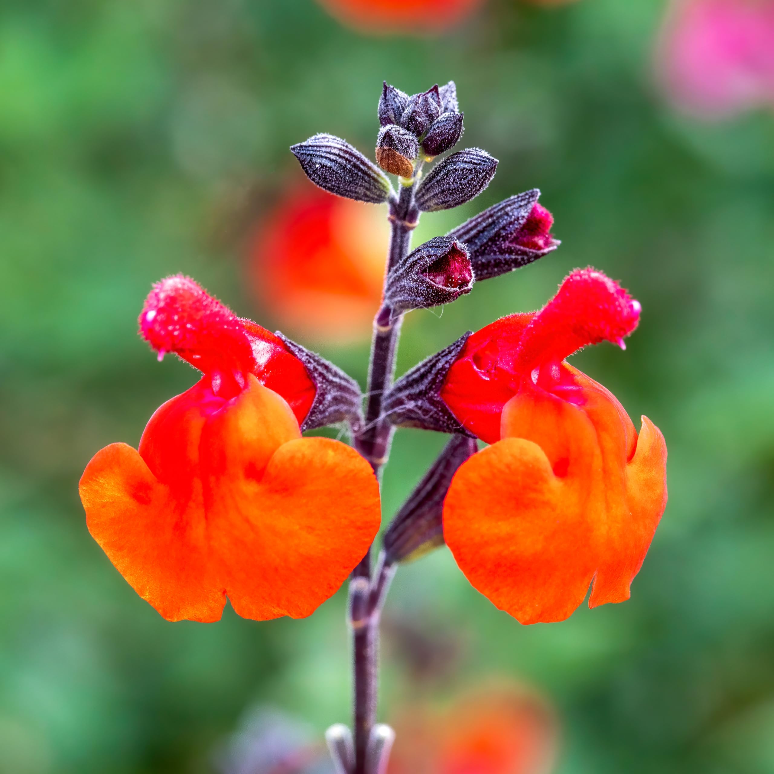 Salvia 'Royal Bumble' - Fiery Red Blooms for Sunny Borders and Containers - 1x 2 Litre Potted Plant by Thompson & Morgan