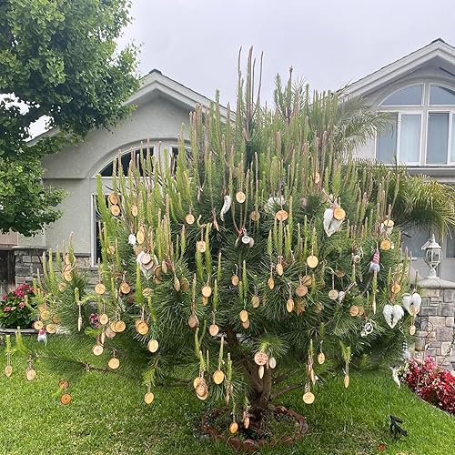 Miniatura 5 de HAKZEON 100 piezas de rebanadas de madera natural de 2.8 a 3.2 pulgadas, redondas de madera de 2/5 pulgadas de grosor con corteza, discos de madera