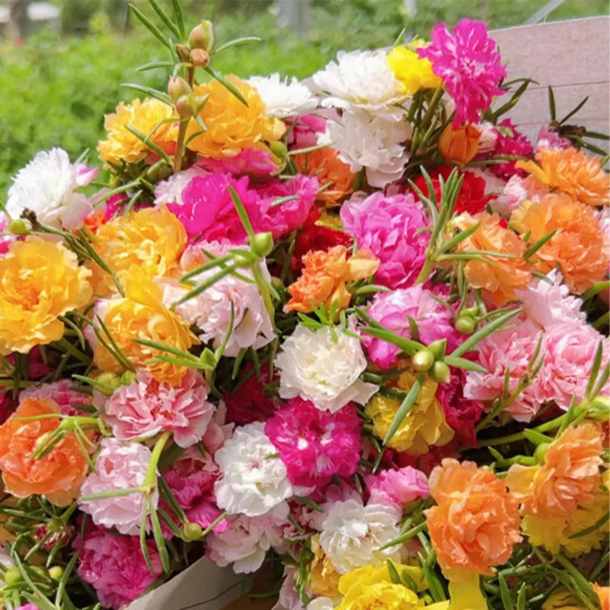 Amazon.com : 22000+ Double Moss Rose Seeds for Planting - Mixed Portulaca  Grandiflora Seeds Tropical Ground Cover Plant Seeds - Heat & Drought  Tolerant : Patio, Lawn & Garden