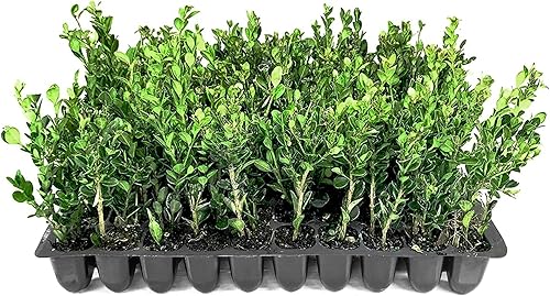 Boj de gema de invierno | 10 plantas vivas | Buxus microphylla Japonica 'Winter Gem' | Arbustos compactos de hoja perenne | Plantas de jardín