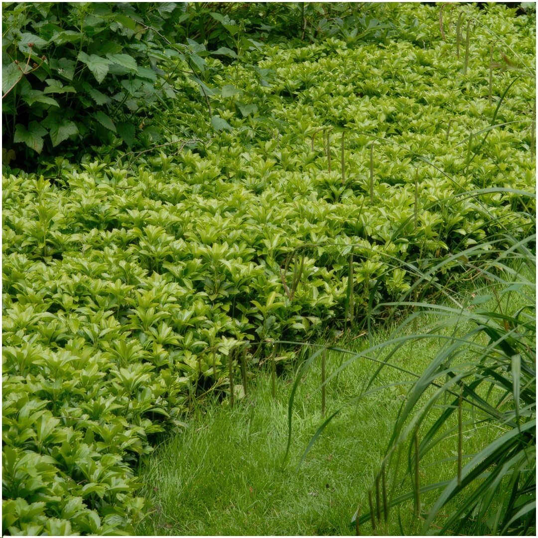 Plants by Frank Pachysandra Terminalis Green Carpet, 48 Stück, Ø 9 cm
