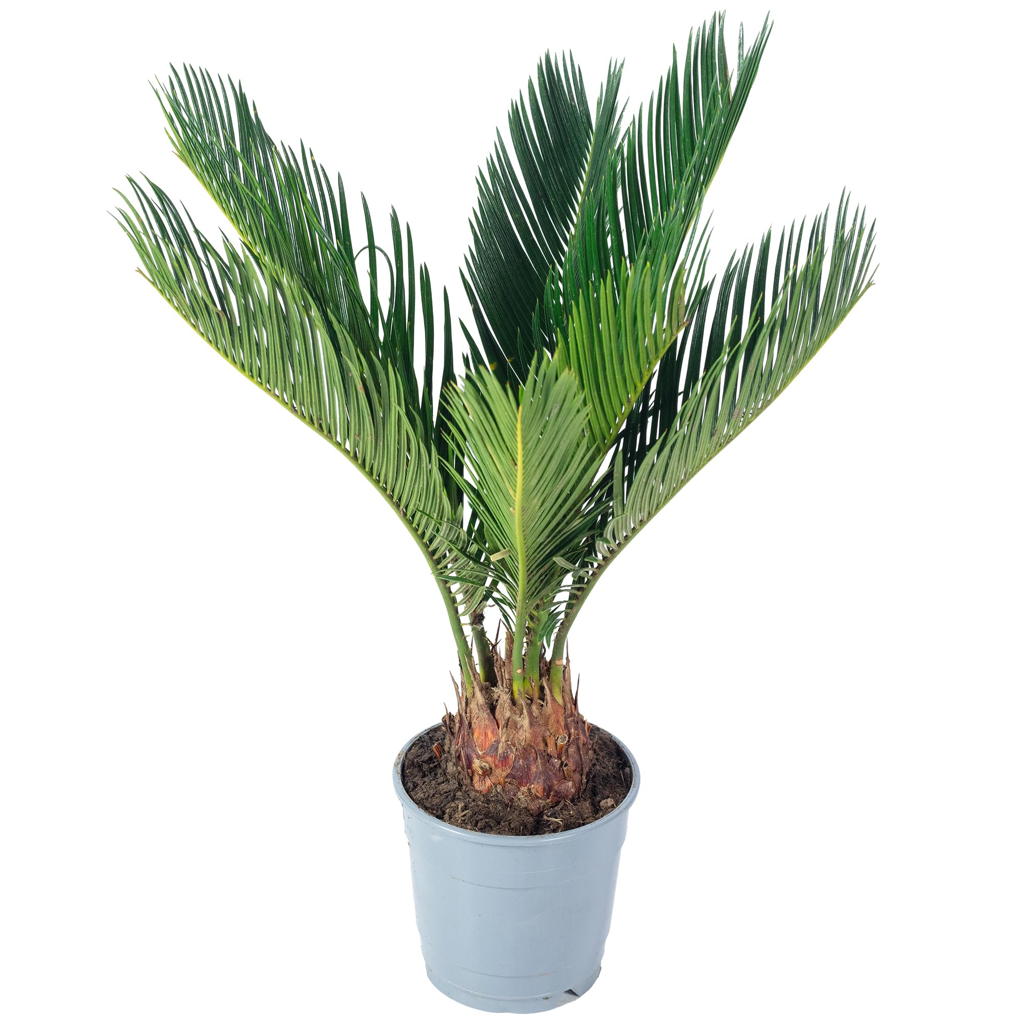 Palmier cycas 6+ frondes - plante d'intérieur facile d'entretien, Cycas revoluta - Hauteur environ 25 cm, Diamètre du pot 12 cm
