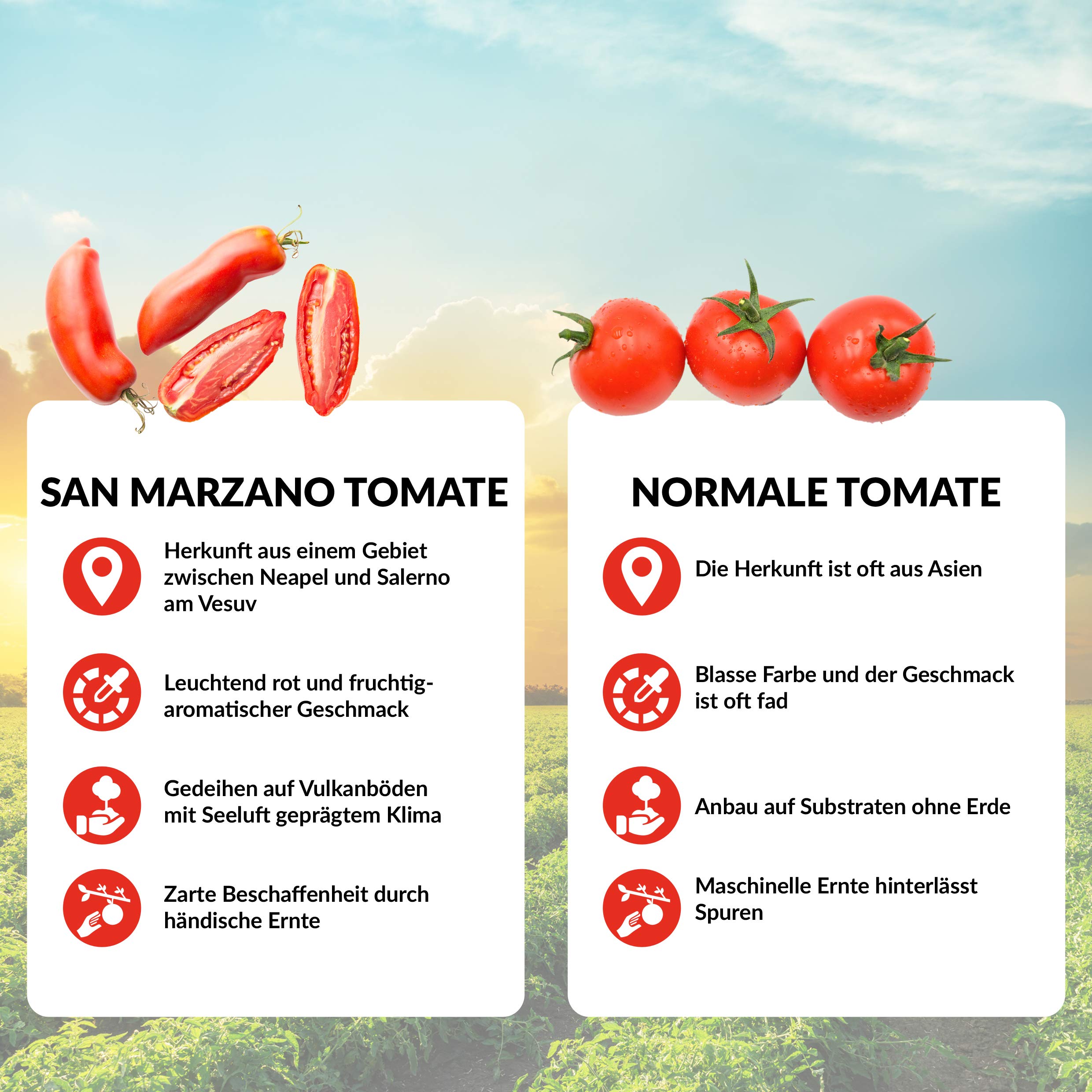 DELICRET - San Marzano Tomaten 400g aus Kampanien vom Rande des Vesuv "Das rote Gold" (24x San Marzano Tomaten)