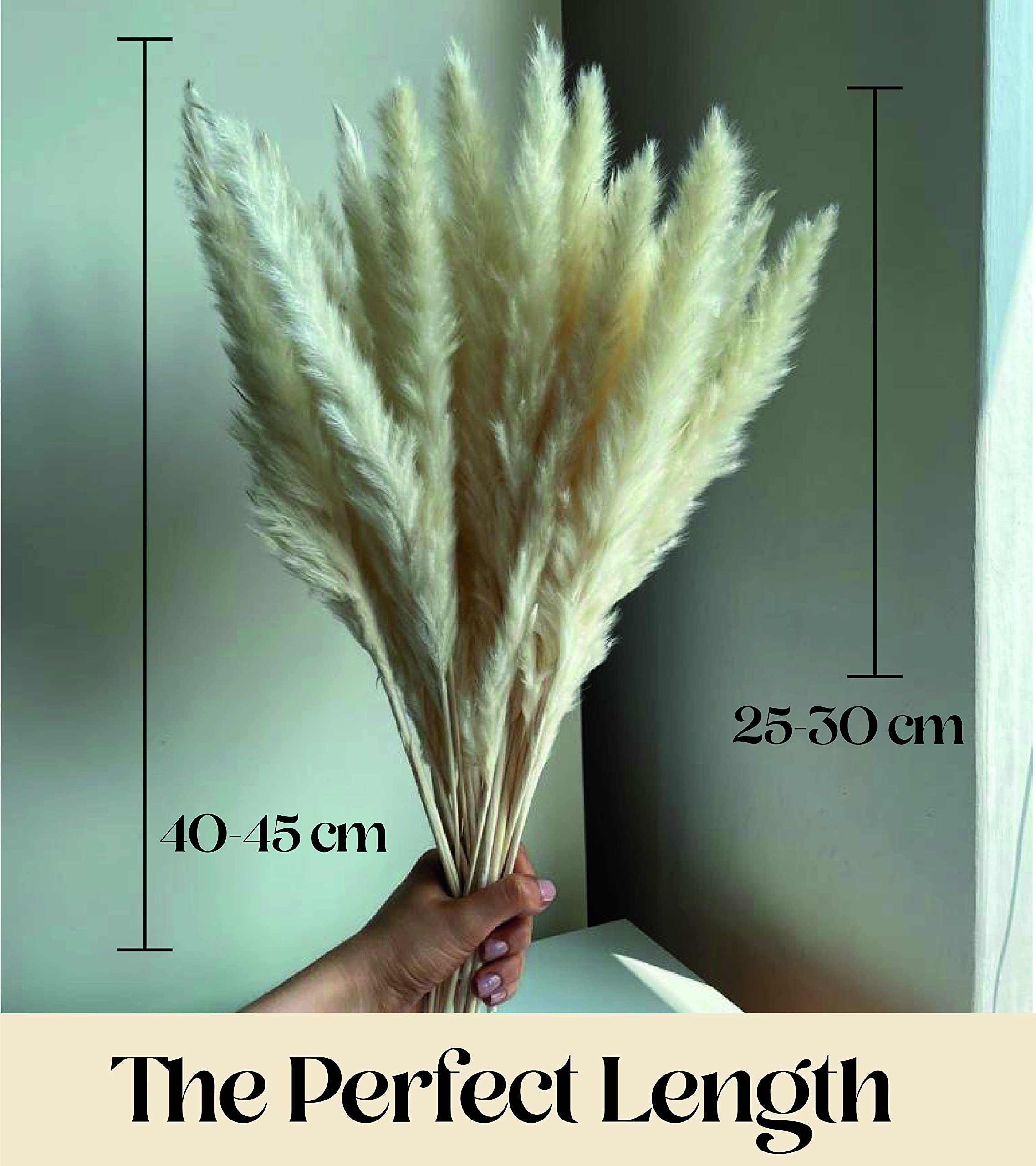 Antheia Interior Pampas Grass Decor 45pcs Golden White Pampas Grass
