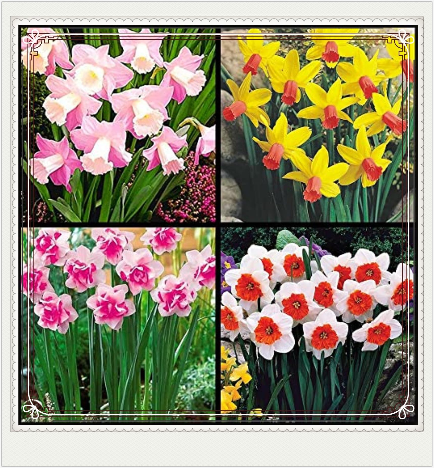 Daffodil Bulbs Narcissus Bulbs Narcissus Bulbs Dwarf Narcissus Flowers Ornamental Flowers,Wedding Flowers,Garden Flowers,Hardy Perennial-4bulbs-d