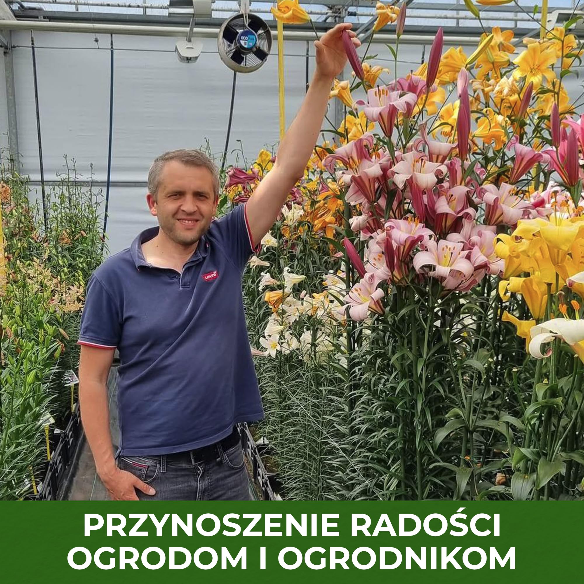 Kolekcja drzew cebulowych Giant Lily, opakowanie 15 cebul w 5 odmianach i kolorach, mieszanka kwiatowych z Holandii do sadzenia w ogrodzie (duże bulwy, bez nasion, nie sztuczne) | W 5 rodzajach i kolorach, odporne cebulki kwiatów mieszanka do sadzenia w o