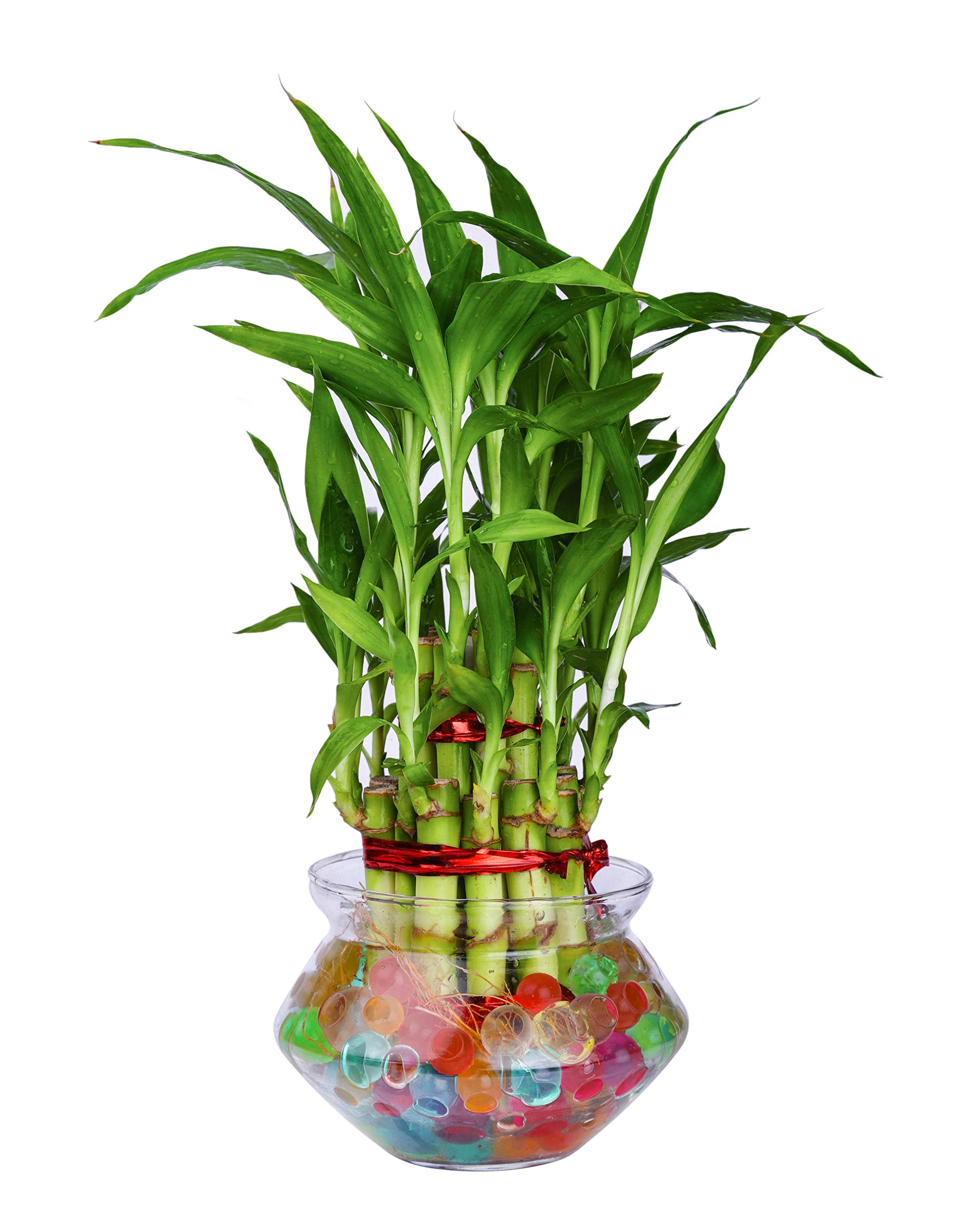 See full amazon price history chart for Desi Gardener Lucky Bamboo Plant (Small:2 Layer Bamboo, Glass Pot and Jelly Balls) Desi Gardener Lucky Bamboo Plant (Small:2 Layer Bamboo, Glass Pot and Jelly Balls) (B09GYHHZDQ) Amazon Price History, Amazon Price Tracker