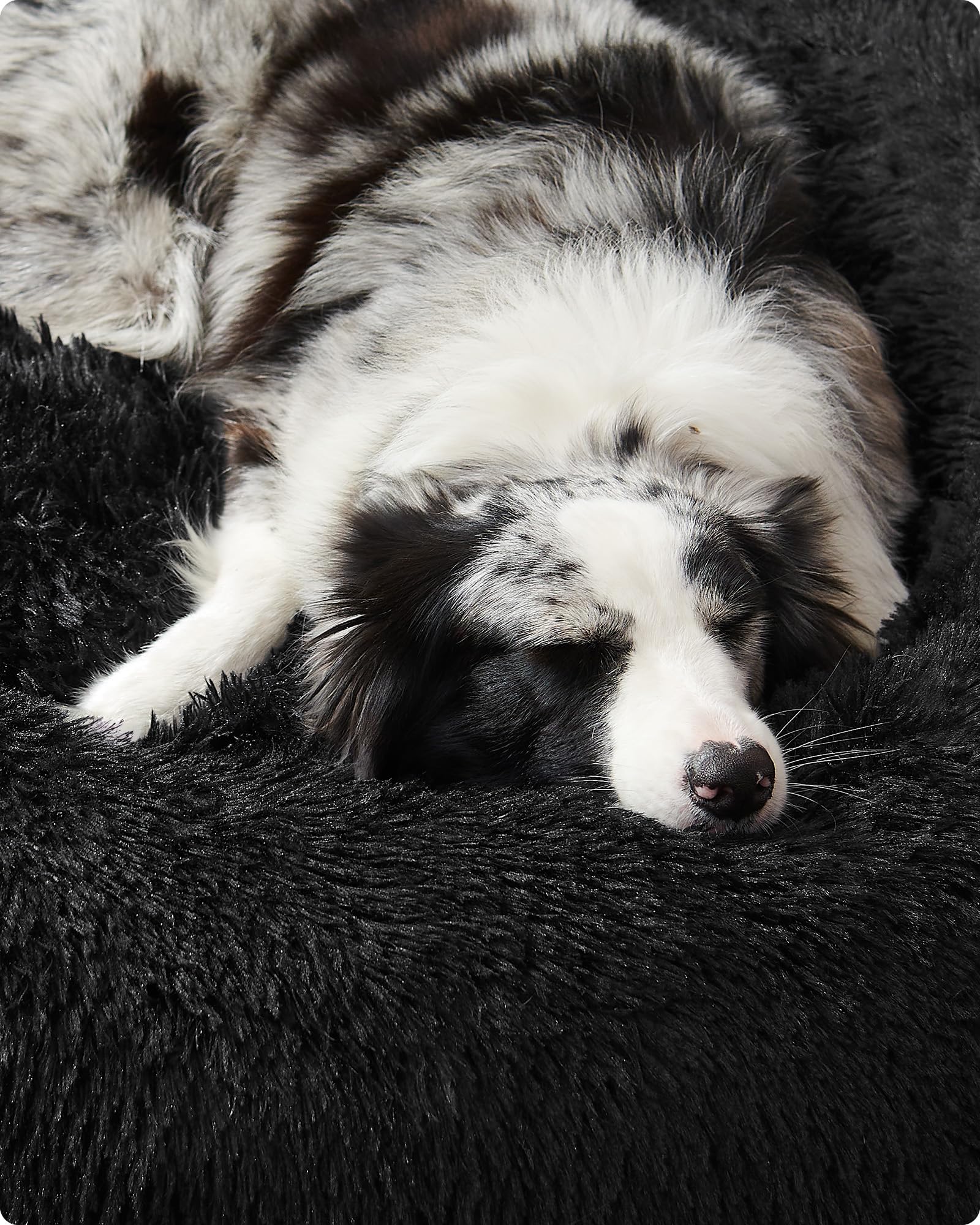 سرير مناسب للكلاب والقطط، مع سطح خارجي مصنوع من المخمل الناعم، 50 سم، لون رمادي PGW037G01، من العلامة التجارية فيندريا