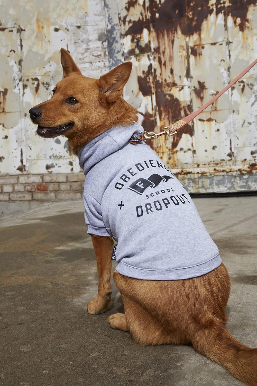 Obedience School Dropout Dog Hoodie from Brass Monkey - Small (16" Chest), Includes 2 White Drawstrings and Velcro Fasteners, Cute Dog Accessories with Vintage Inspired Designs, Great Gift!