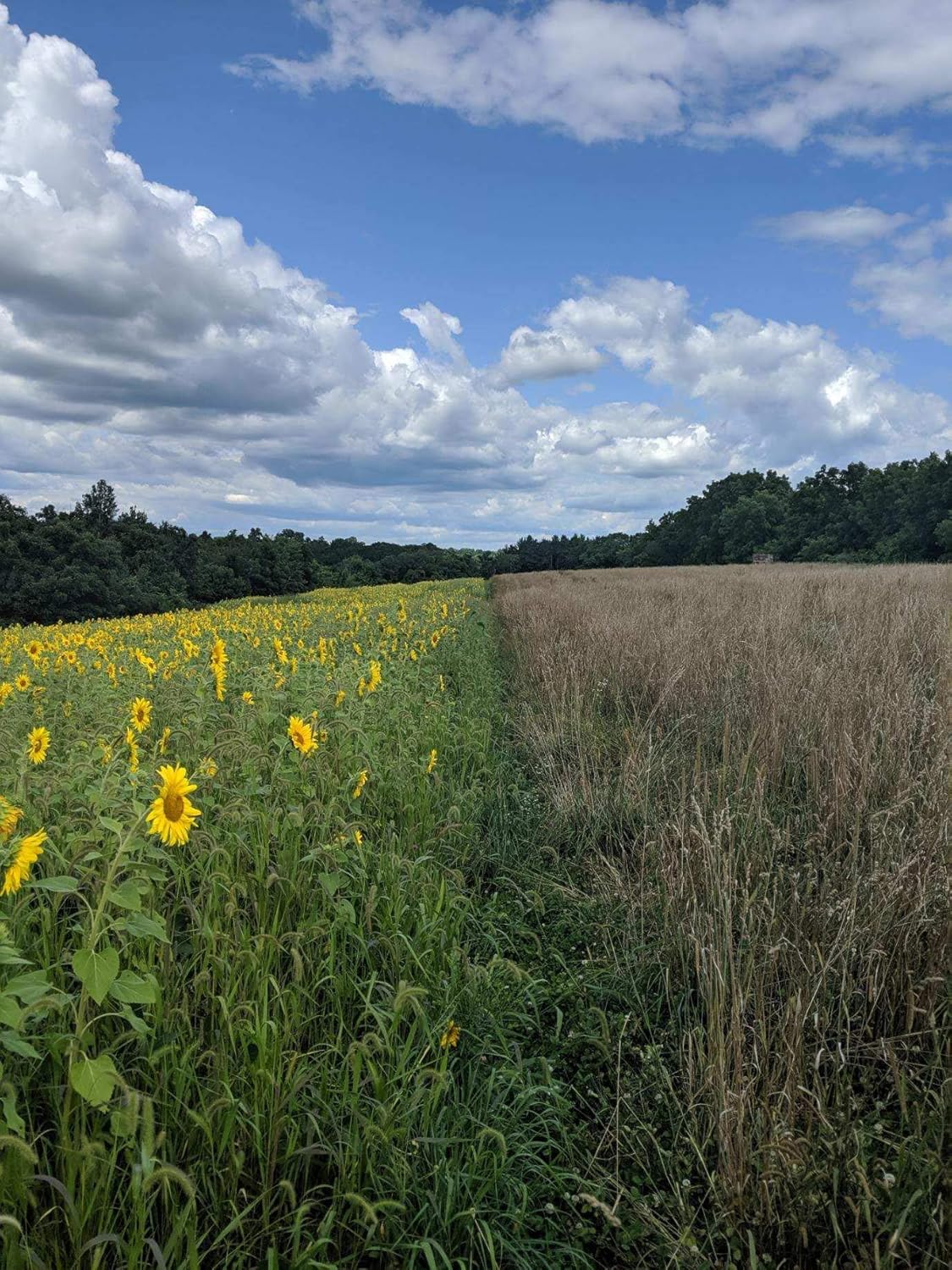 Hale Habitat & Seed Forage Fortress Food Plot Mix, 1/4 Acre