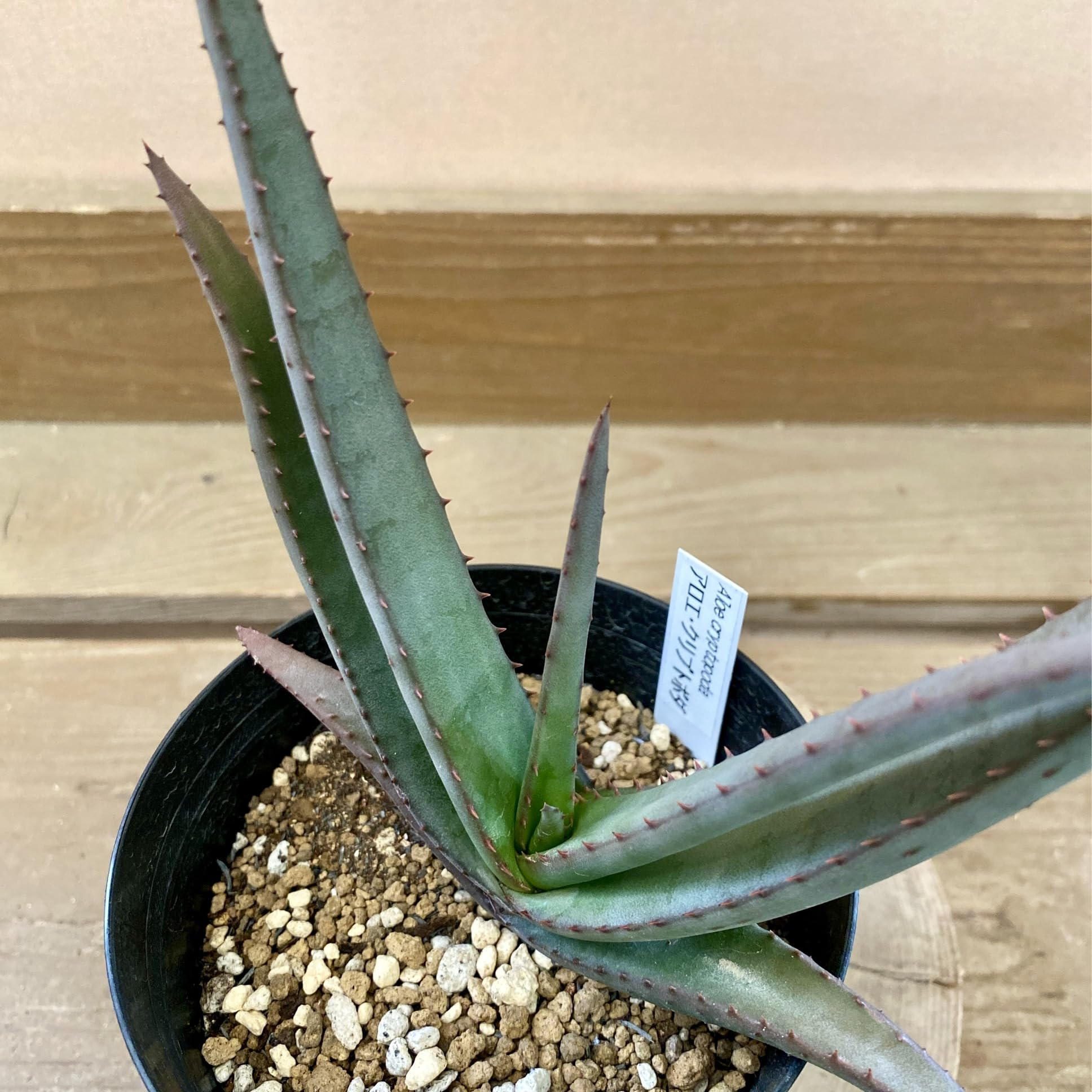 Amazon｜アロエ 黒太刀（クリプトポダ）｜観葉植物 オンライン通販