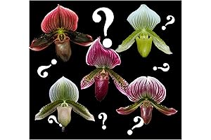 Paphiopedilum Lady Slipper Orchid Maudiae