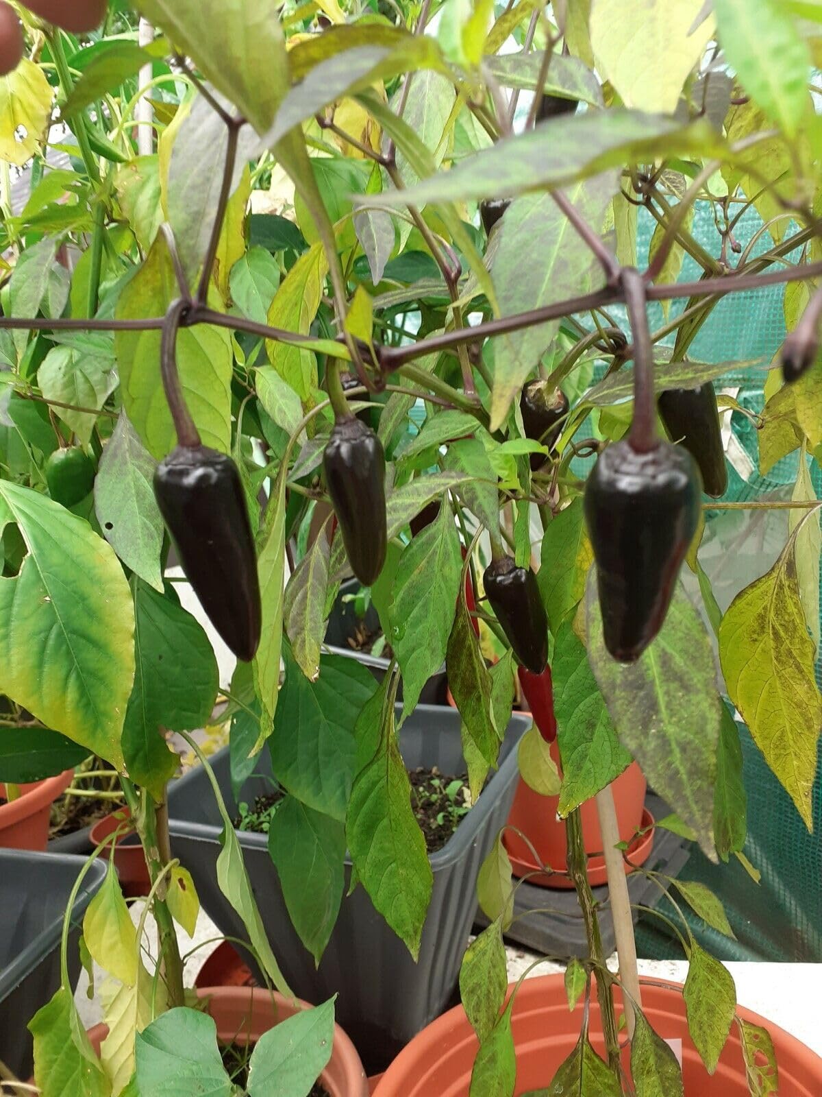 Buy4seeds 5 Seeds Purple Gusto - Medium Hot Chilli Pepper Easy to Grow