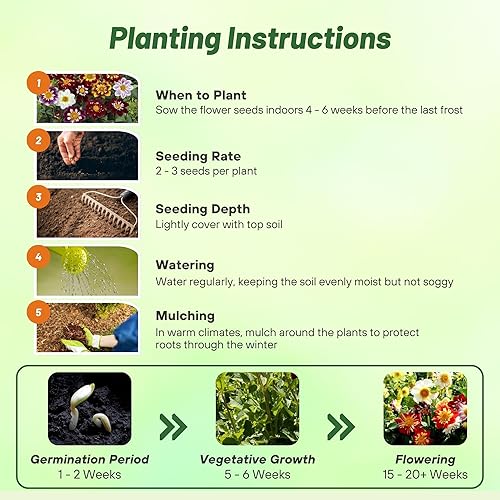 Miniatura 4 de Outsidepride Dahlia Dandy Flower Seed Plant Mix - 500 semillas