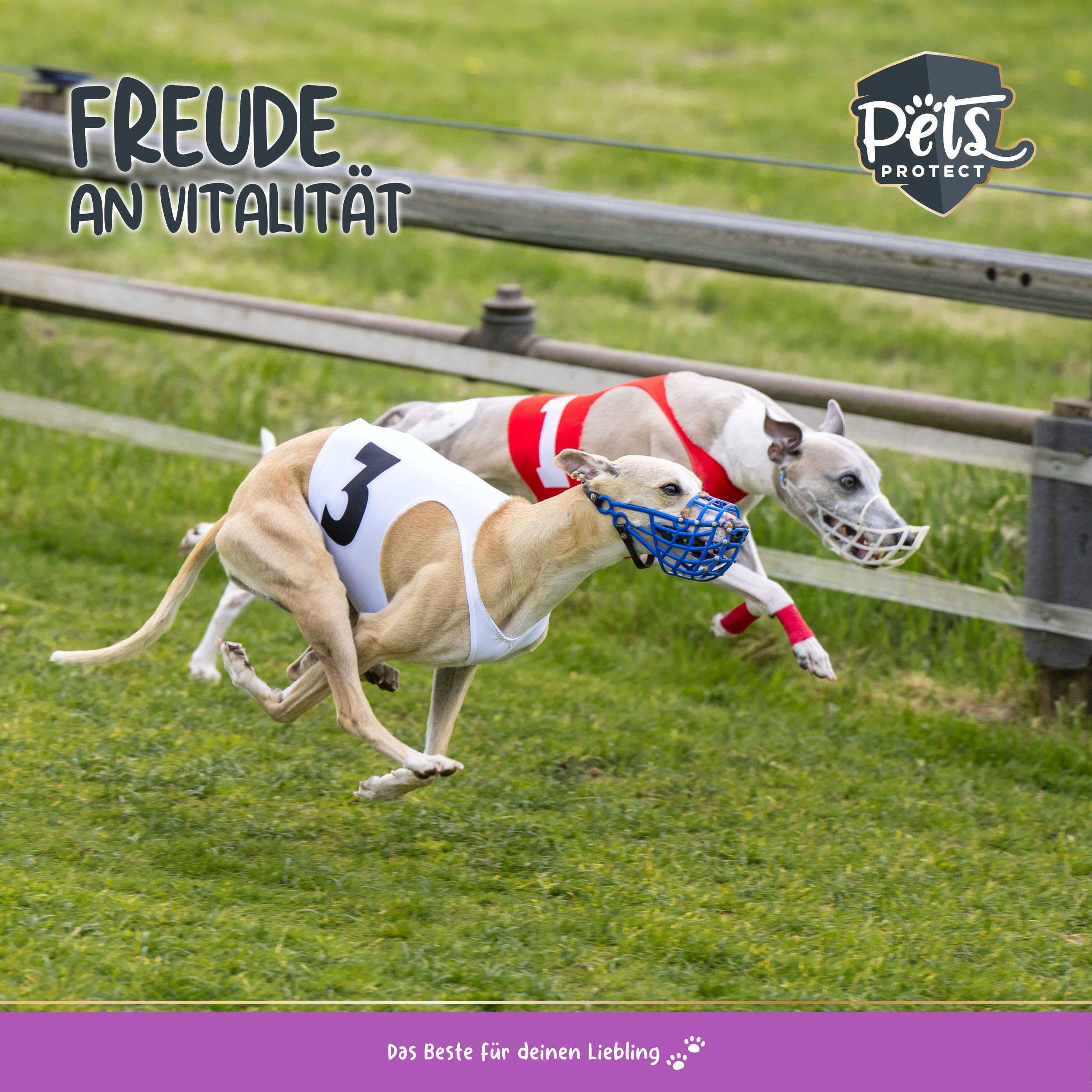 Pets Protect L-Carnitin Pulver für Hunde & Katzen (100% Carnipure®) | Vitalstoff zur Unterstützung des Stoffwechsels | vegan & getreidefrei | leicht dosierbar | 150 g