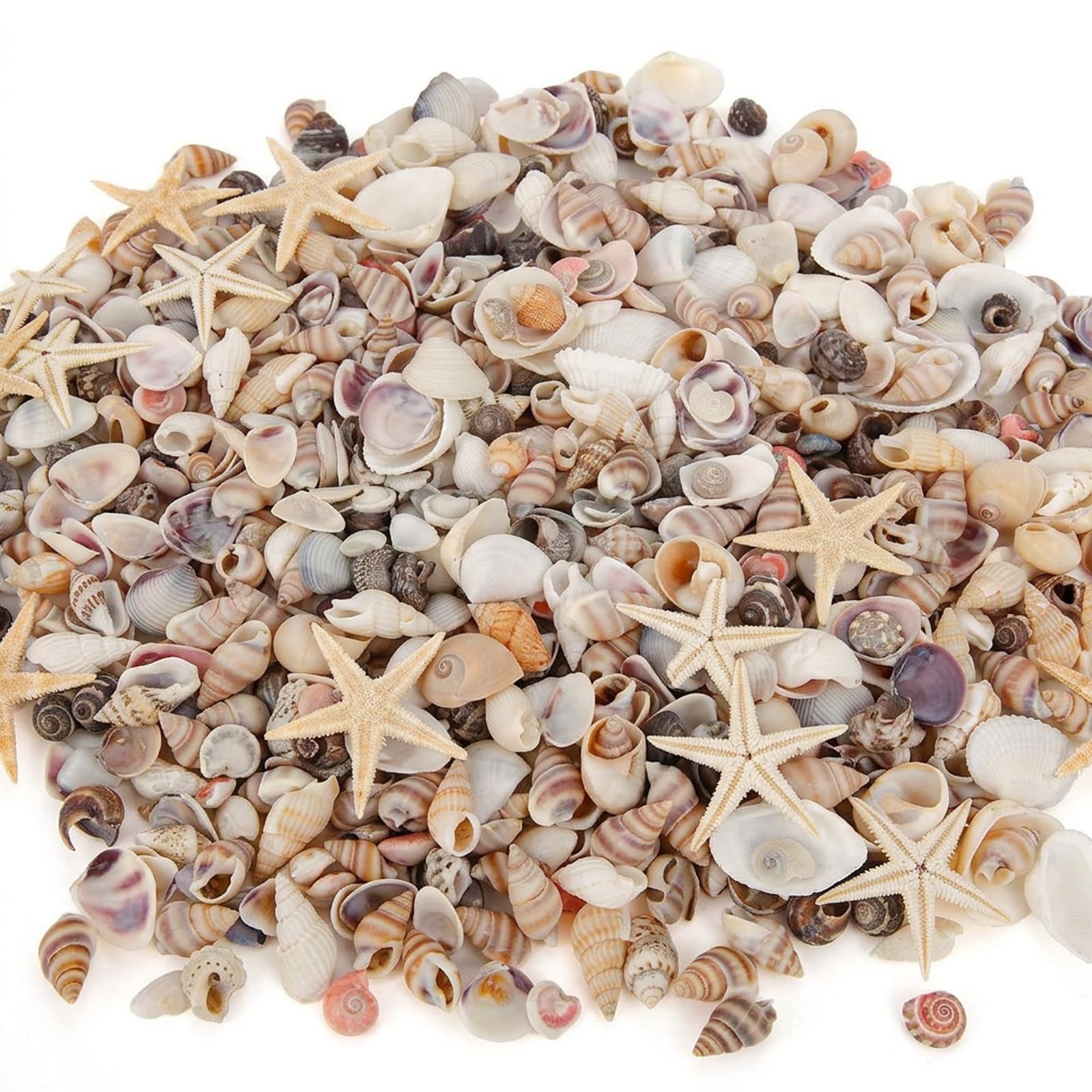 ZeBQrphio Sea Shells, 1000-Piece Assorted Collection for Crafting and Home Decor, Natural Seashells and Shell Beads for Ocean Themed Projects and Aquarium Enhancement