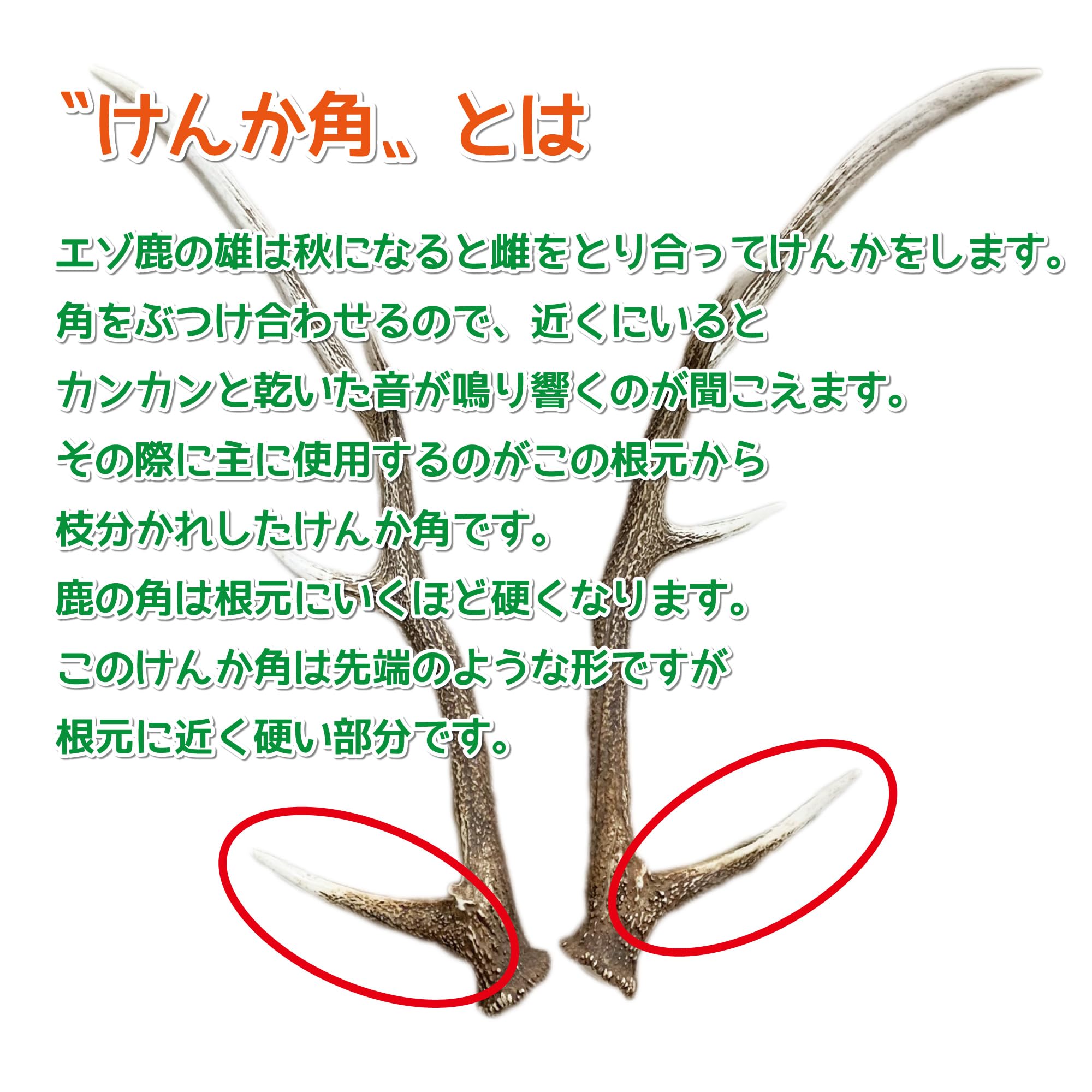 Amazon | 鹿角さん 鹿の角 犬 用 おもちゃ 大型犬用 けんか角 1本 Amazon | 鹿角さん 鹿の角 犬 用 おもちゃ 大型犬用 けんか角 1本