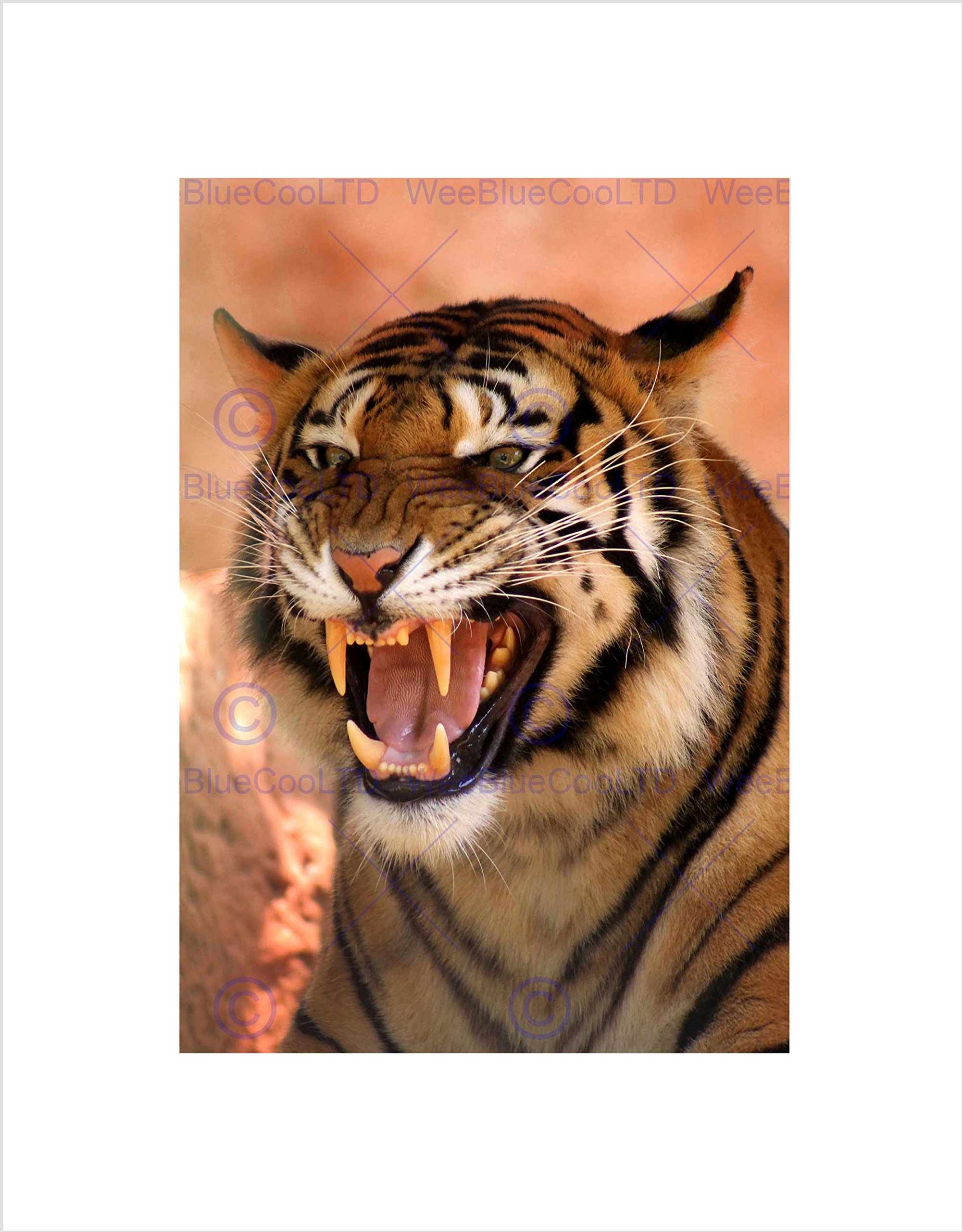 Wee Blue Coo TIGER ROARING TEETH FIERCE BLACK FRAME FRAMED ART PRINT PICTURE MOUNT B12X8783