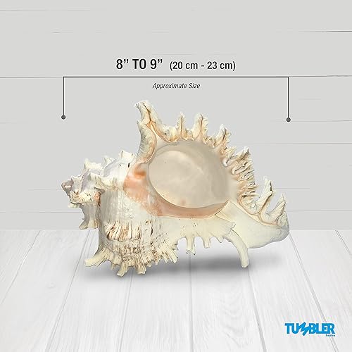 Miniatura 3 de Murex Shell, conchas marinas para decoración, conchas marinas grandes, conchas grandes reales para decoración de habitaciones playeras, soportes
