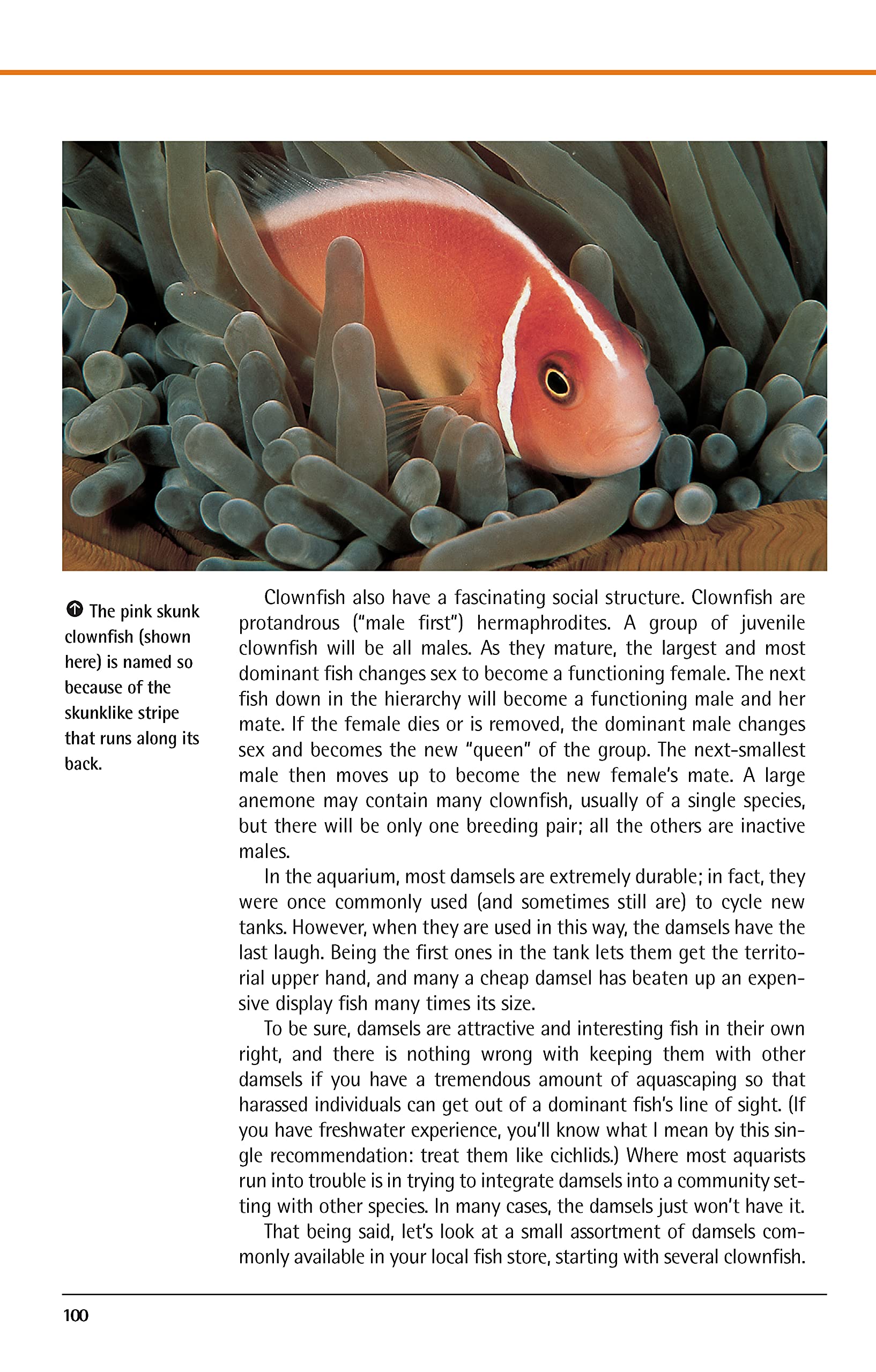 Marine Aquariums: Basic Aquarium Setup And Maintenance