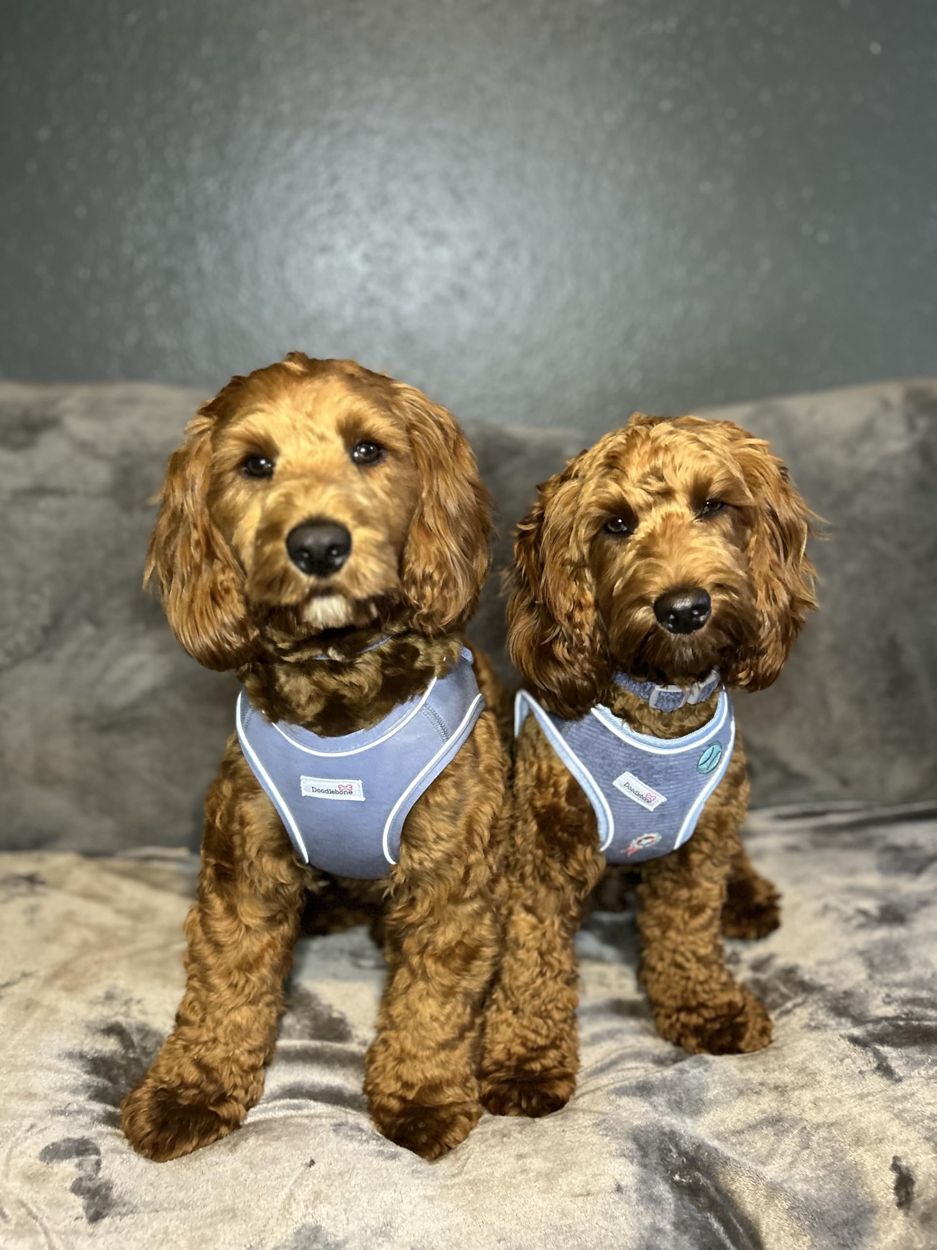 Doodlebone Dinky Dog Snappy Harness (Chalky Blue, 0.5) - Image 4