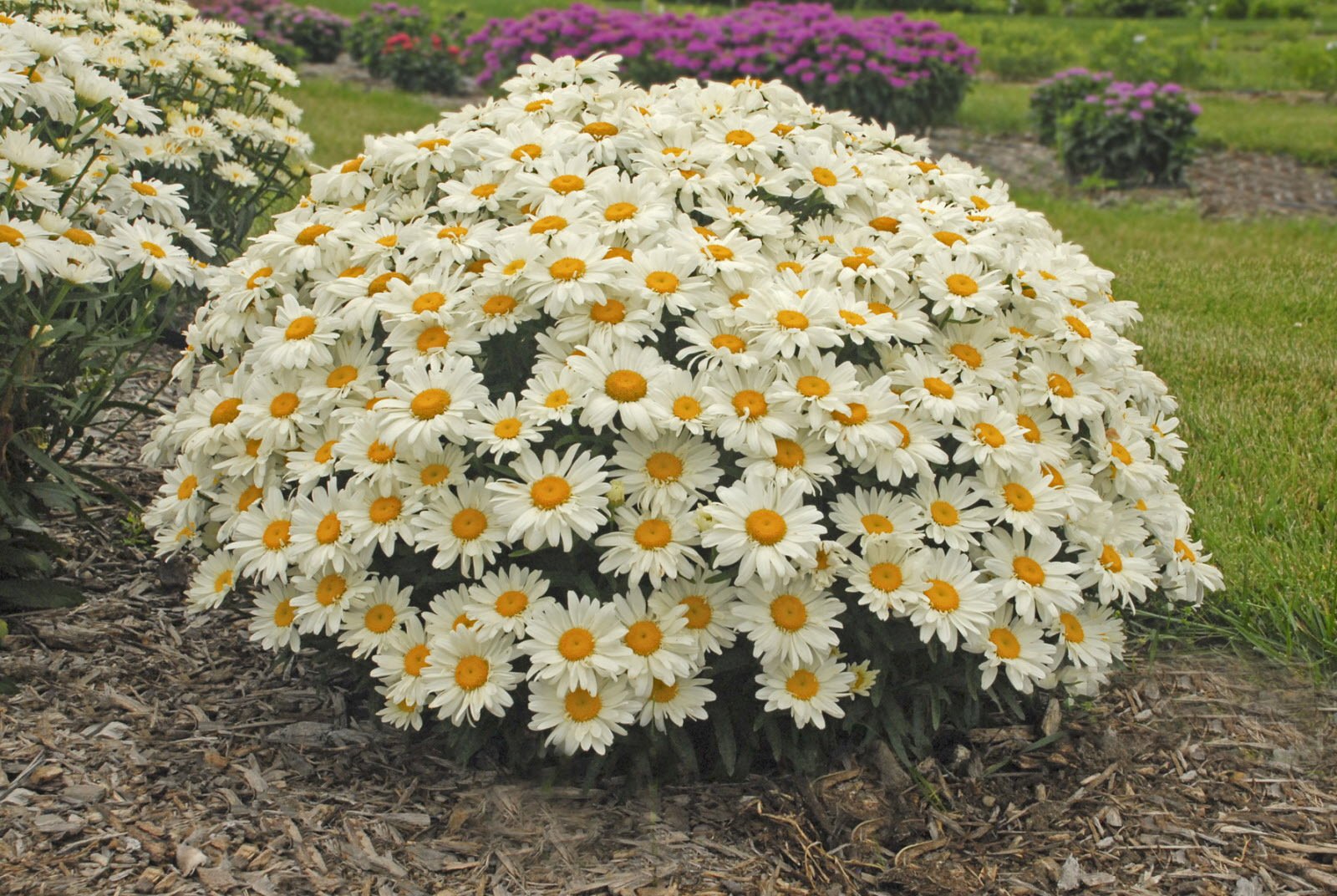 Creative Farmer Flower Seeds : White Daisy Bush Seeds For Terrace Garden Plants Seeds Decorative (4 Packets) Garden Plant Seeds (B077J669ZP) Amazon Price History, Amazon Price Tracker