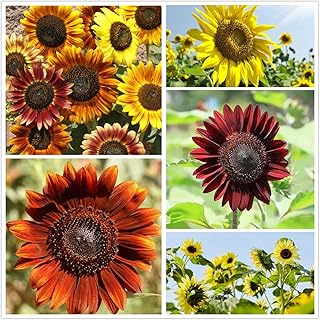 Roseenursery Sunflower Seeds for Planting 100 Pcs Seeds, Yellow