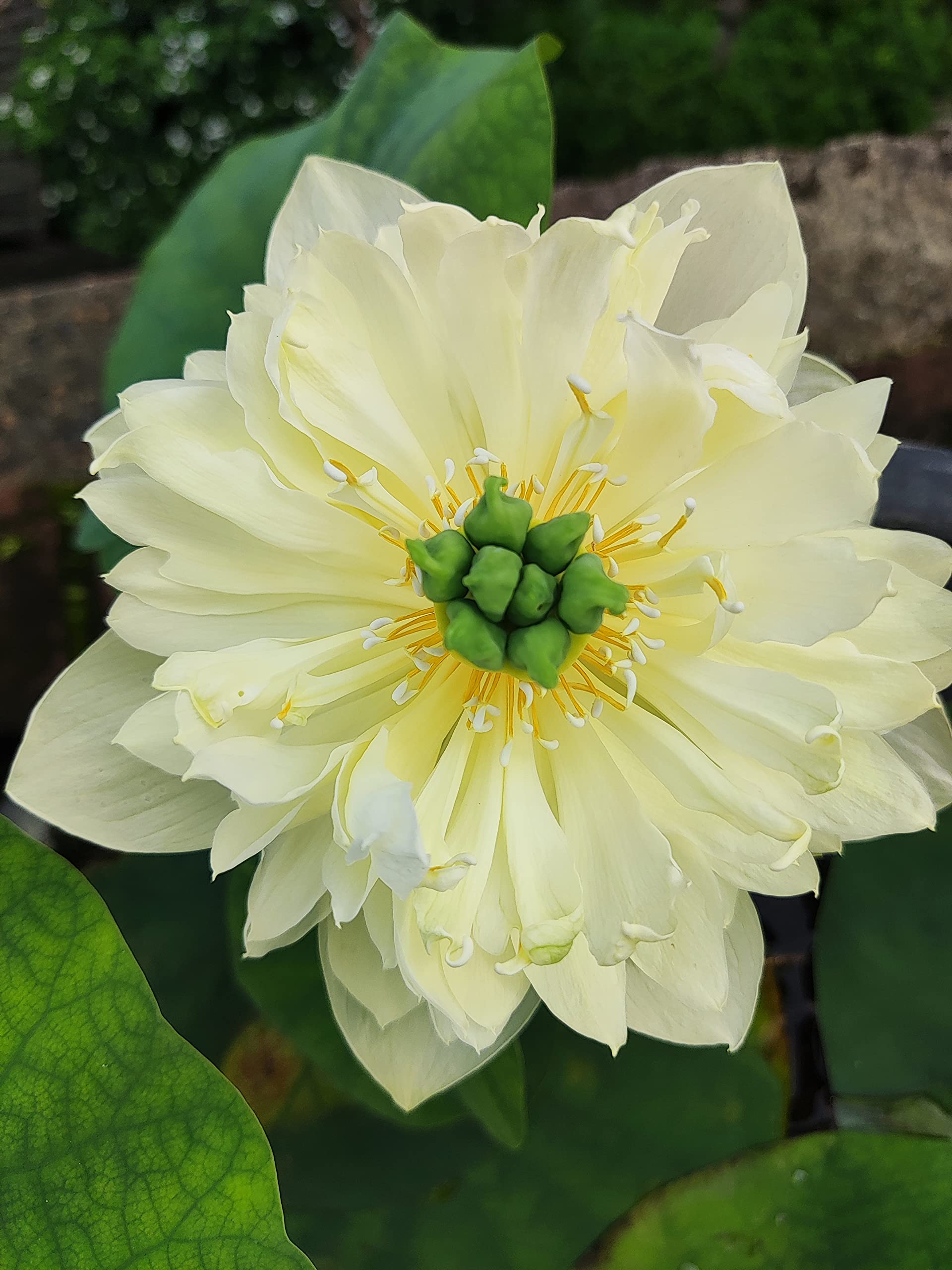 G0 GREEN - Lotus plant yellow pror pink hybrid lotus tuber (RHIZOME), LIVE LOTUS PLANT, BIG LOTUS, FLOWER SURELY BLOOMING WITHIN 25 DAYS (B0BWWP2GLP) Amazon Price History, Amazon Price Tracker