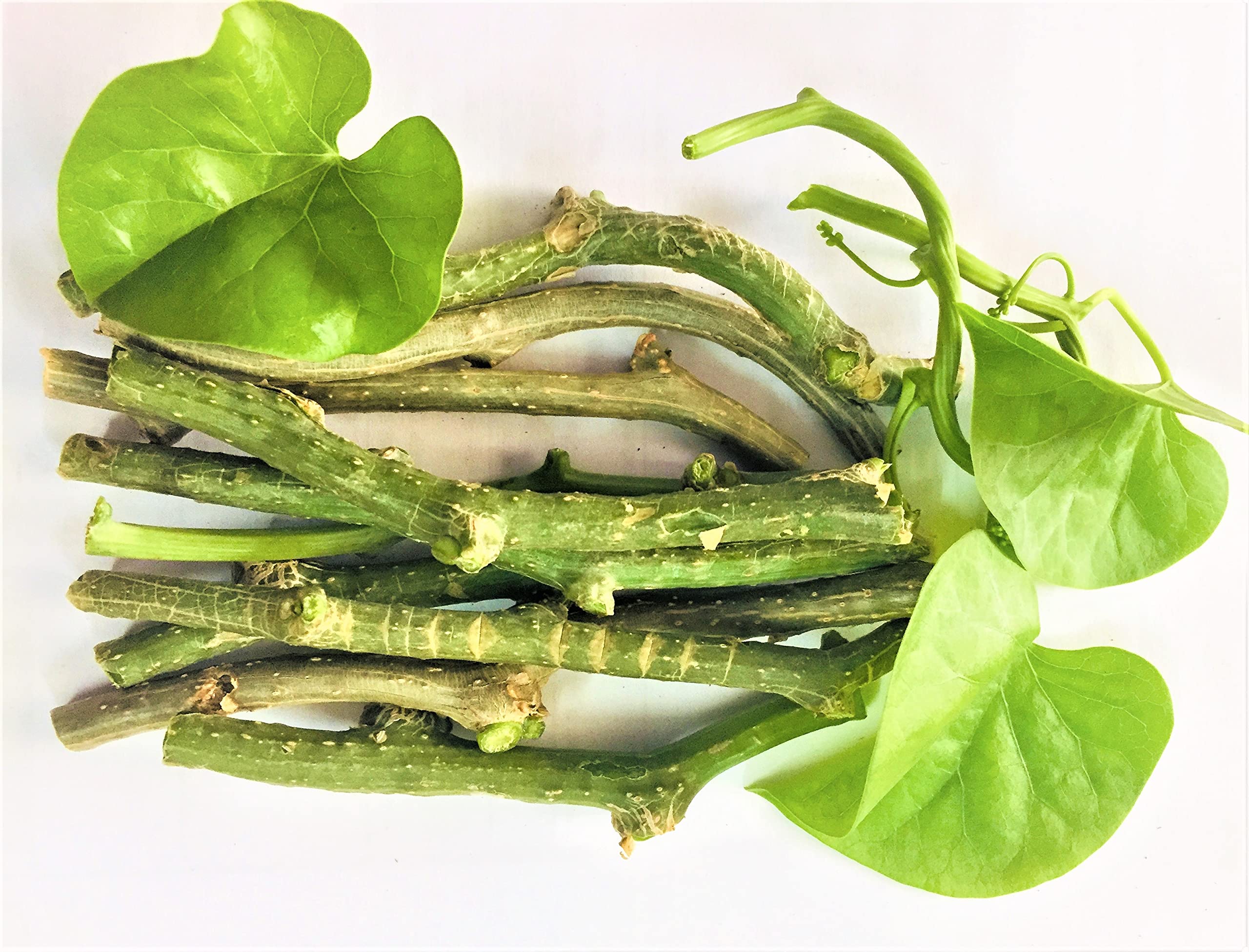 See full amazon price history chart for Giloy, Gulvel,Giloy Plant Fresh Stems, 20 Stems of 6 inch Each Pure Organic(Natural Immunity Booster) Giloy, Gulvel,Giloy Plant Fresh Stems, 20 Stems of 6 inch Each Pure Organic(Natural Immunity Booster) (B094DMB8HT) Amazon Price History, Amazon Price Tracker