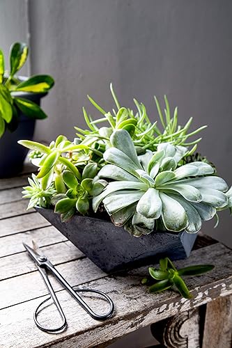 Miniatura 4 de The HC Companies Cuenco decorativo de plástico facetado para suculentas de 6 pulgadas, maceta decorativa de interior con agujero de drenaje,