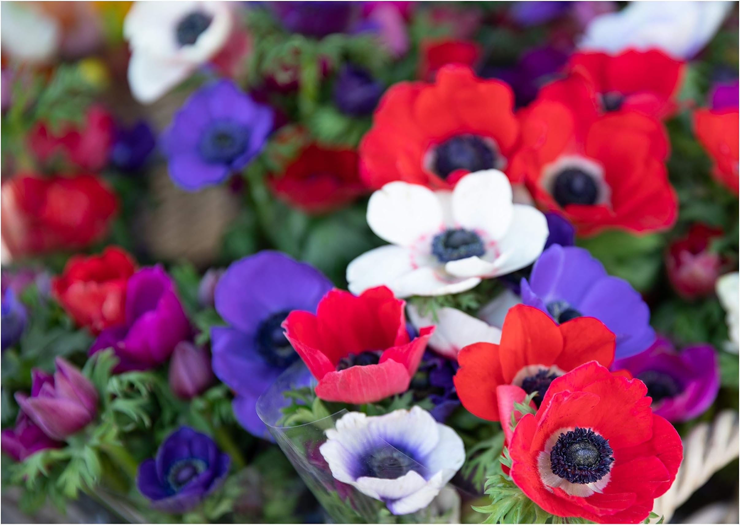 20x Anemone De Caen Mixed Colours Spring/Summer Flowering Corms Autumn Planting Garden Perennial Flower Bulbs Size 4/5