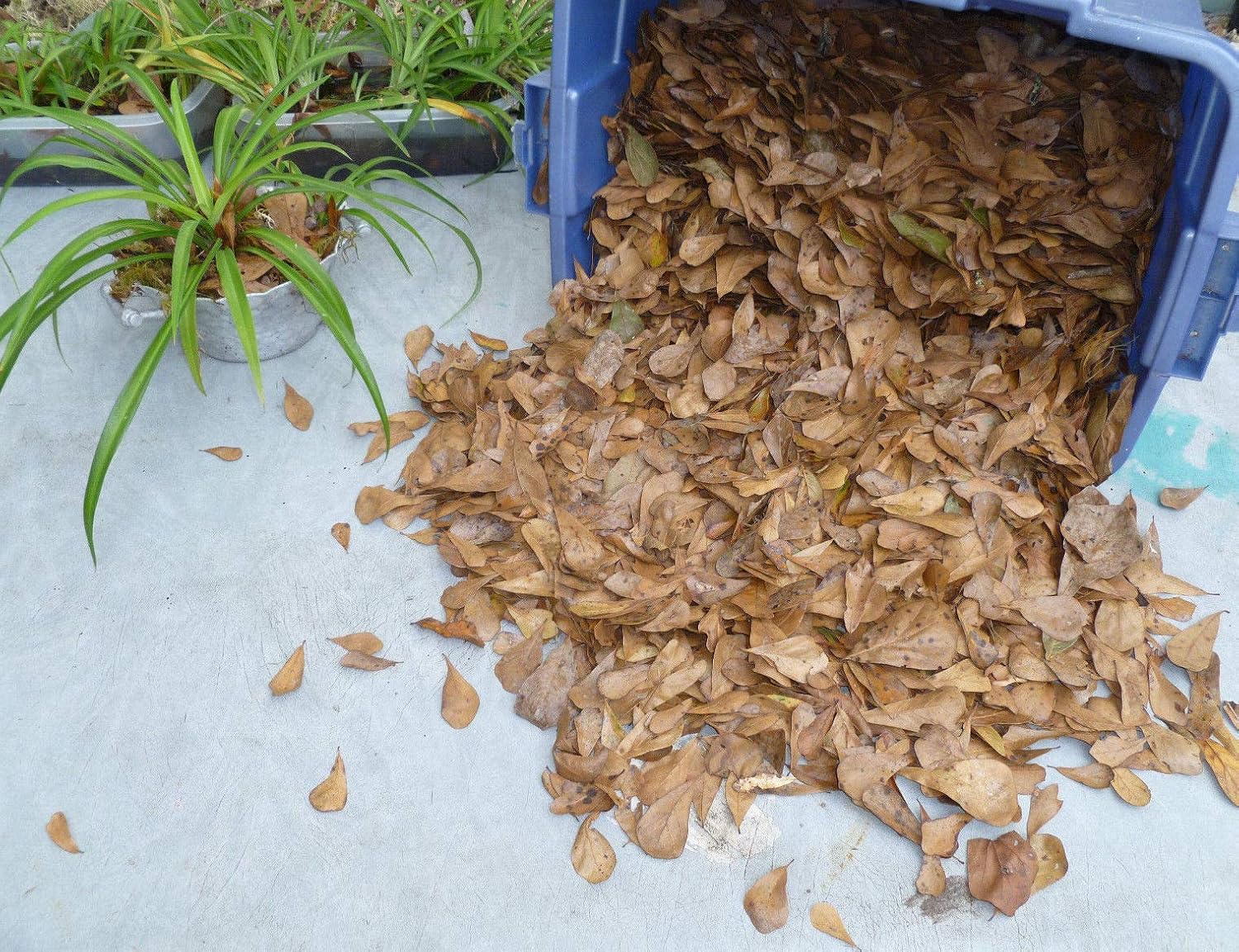 SuperDi 2 Gallon Organic Oak Leaf Litter Dart Frog Vivarium Live Oak Leaves Terrarium