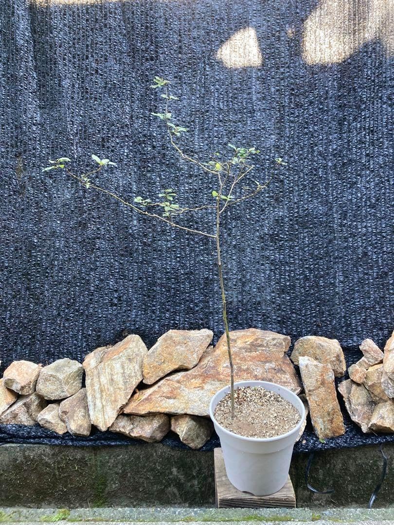 山採り クロモジ 約120センチ 山採り クロモジ 1.4M(鉢底から)品番A