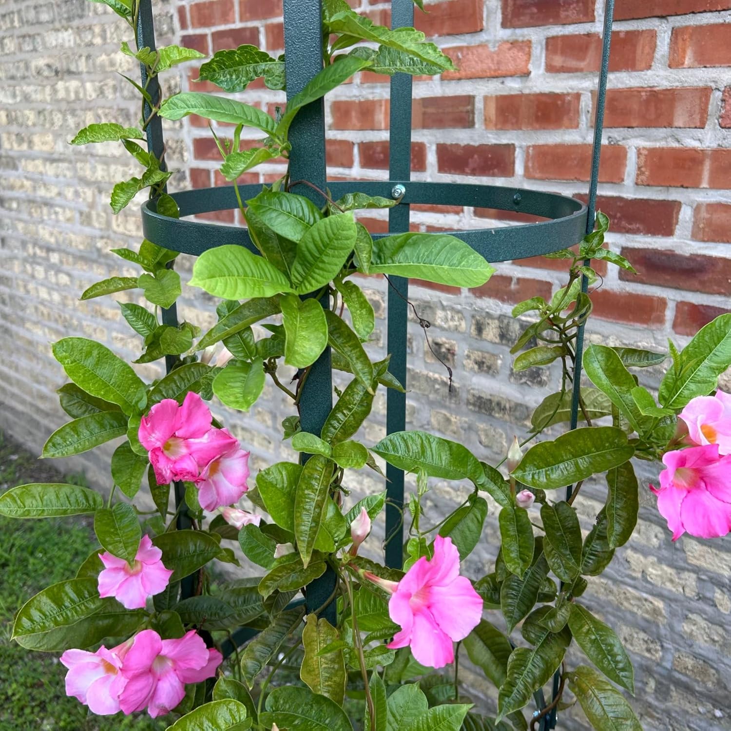 Erva Large Garden Obelisk - Made in USA 7 ft Tall Trellis for Climbing Plants - Heavy Duty Plant Support - Premium Verdigris Green Powdercoat Finish