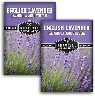English Lavender Seeds for Planting (Lavandula angustifolia) – Edible Culinary Herb with Fragrant Blooms, Hardy Perennial for Outdoor or Indoor Gardens – Survival Garden Seeds (2 Packs)