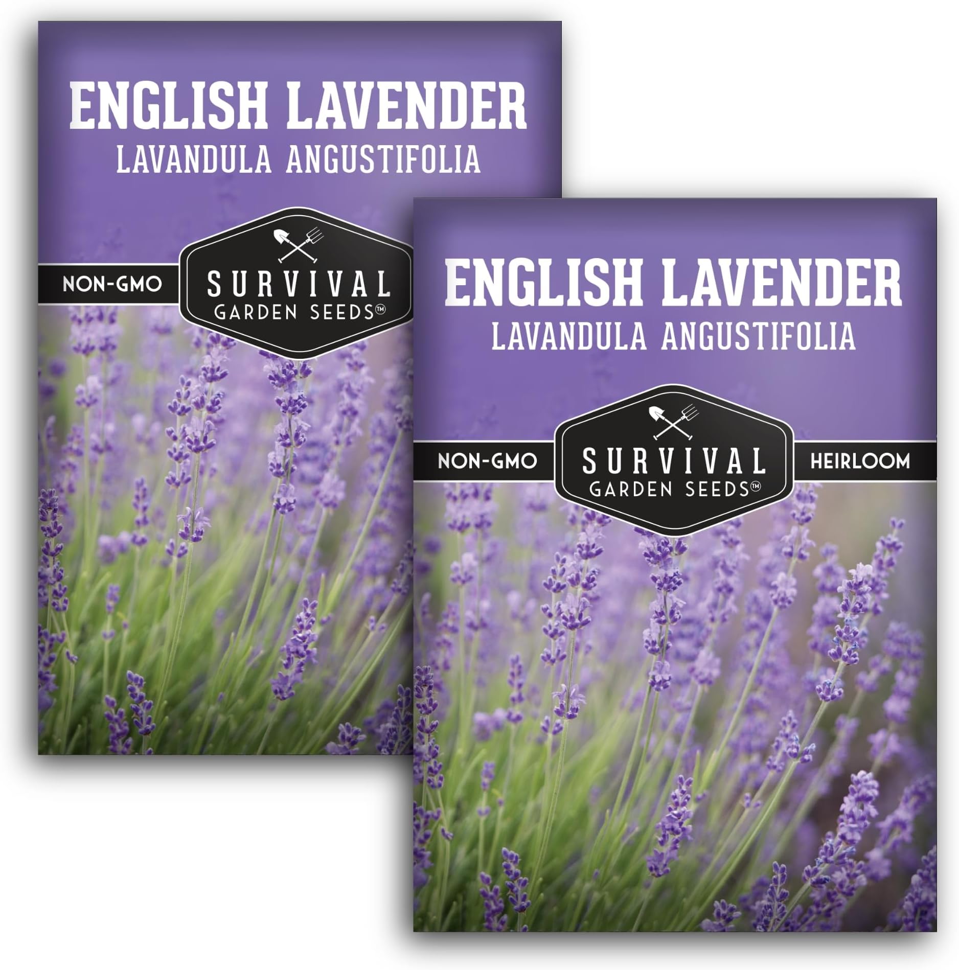 English Lavender Seeds for Planting (Lavandula angustifolia) – Edible Culinary Herb with Fragrant Blooms, Hardy Perennial for Outdoor or Indoor Gardens – Survival Garden Seeds (2 Packs)