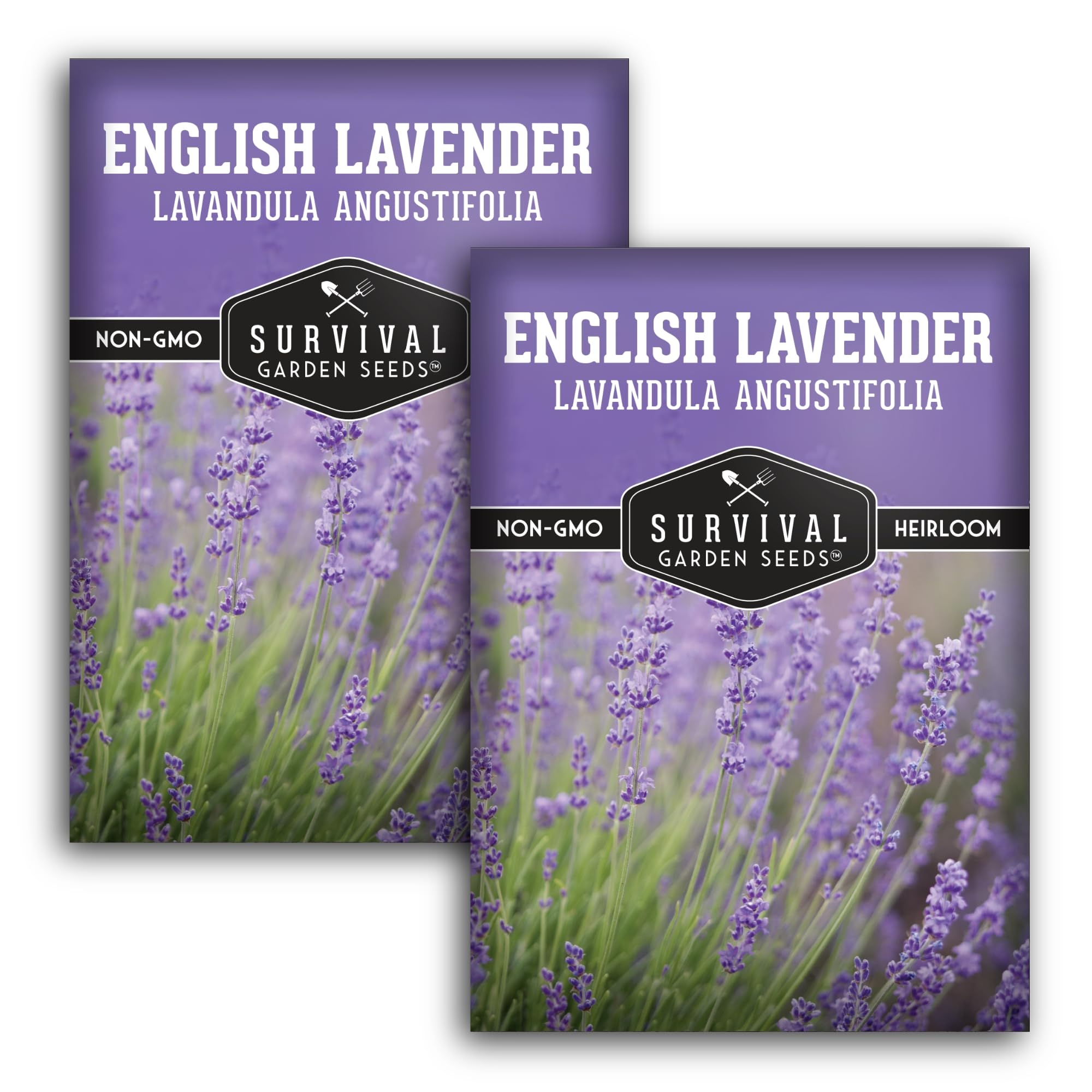 English Lavender Seeds for Planting (Lavandula angustifolia) – Edible Culinary Herb with Fragrant Blooms, Hardy Perennial for Outdoor or Indoor Gardens – Survival Garden Seeds (2 Packs)