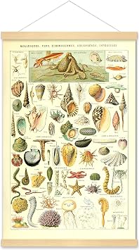 Art Poster Print Sea Creature Seashell Marine Life Identification Decor