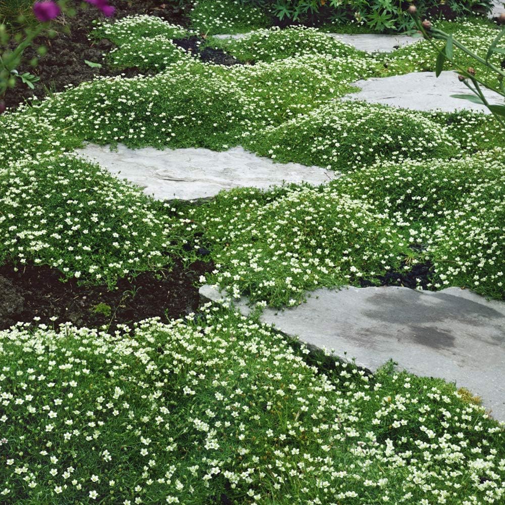 Outsidepride 10000 Seeds Perennial Irish Moss Low Growing, Mat Forming, Ground Cover Seeds for Planting