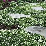 Outsidepride Irish Moss Ground Cover Seeds - 5000 Pcs Perennial Low Growing, Mat-Forming Lawn Alternative, Outdoor Ground Cover Seeds with Shade Tolerance, Ideal for Pathways and Rock Gardens