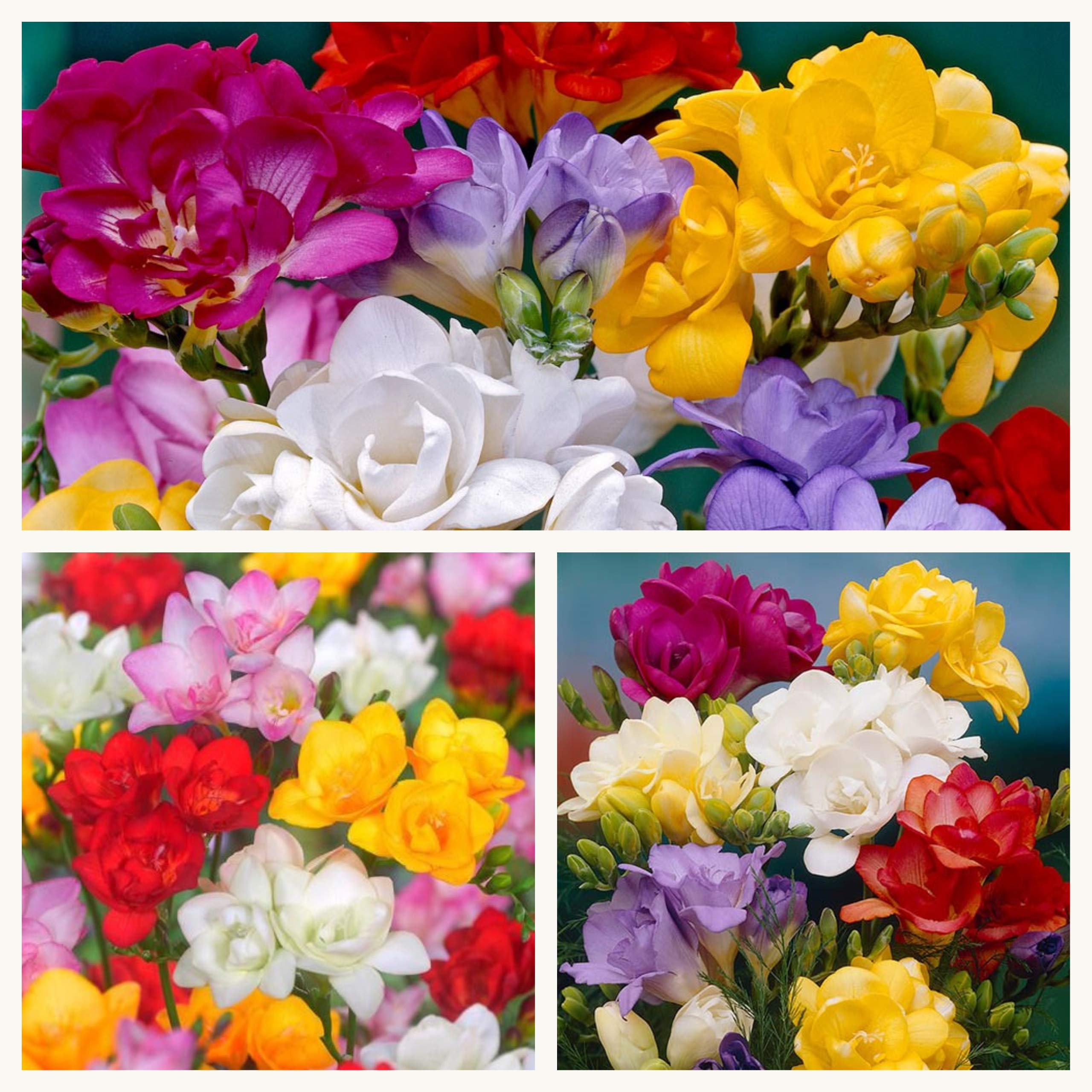 Double Flowering Freesia Mixed x 10 Bulbs Beautiful Scent. Pretty Mixed Colours. Size 5/6 Easy to Grow