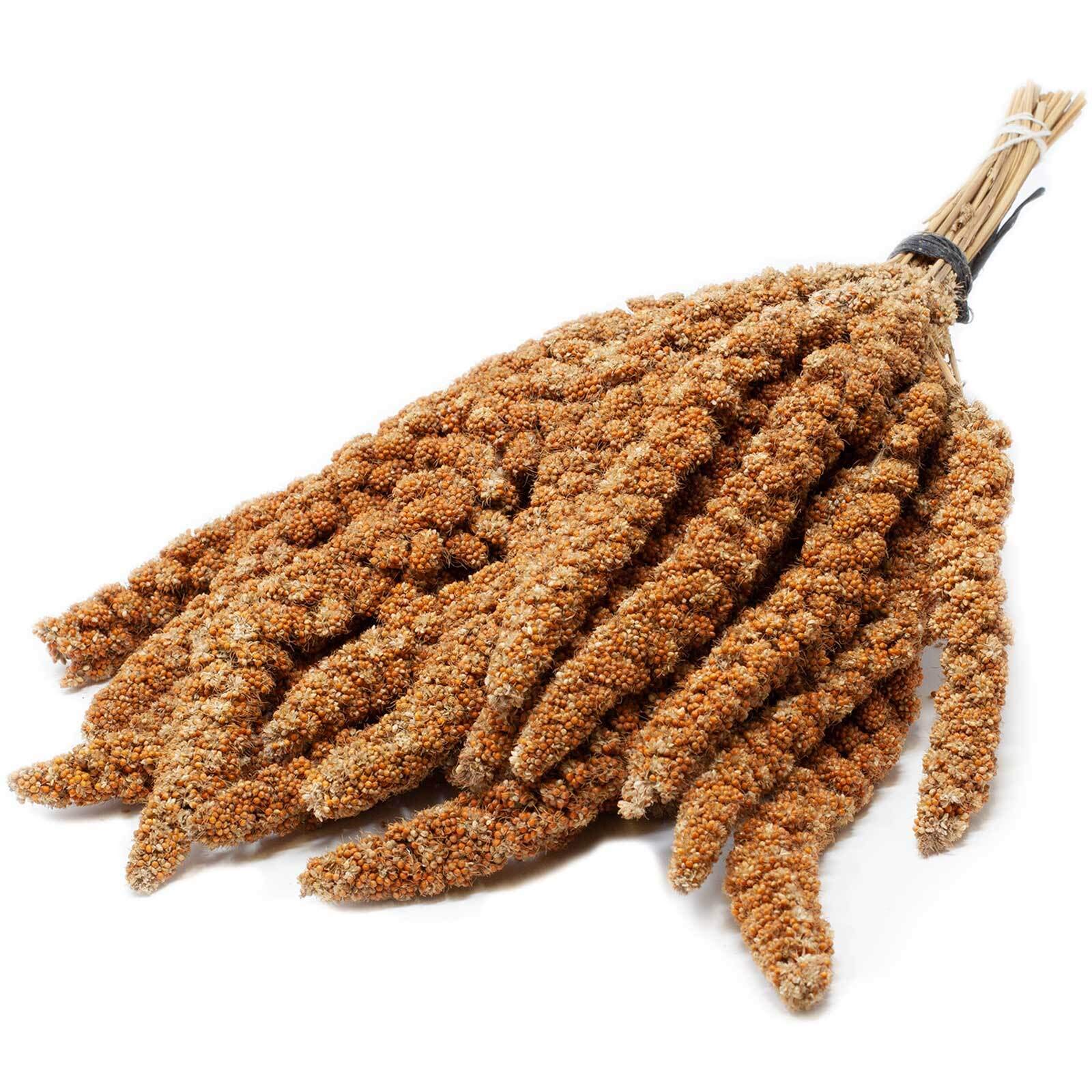 Leimüller Kolbenhirse rot chinesisch 5kg Vogelfutter Vögel Wildvögel Hirse