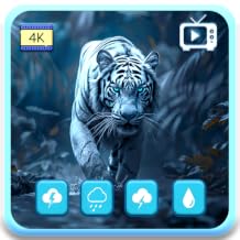 Jungle Tiger Serenity – Wild Tiger Ambience with Soothing Forest Sounds & Sleep Timer Fire TV Screensaver