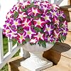 4 Bündel 52 cm Morning Glory Kunstblumen für Außen Künstliche Blumen Wetterfeste UV-beständig Künstliche Pflanzen Seidenblumen Wie Echt Blumenstrauß für Draußen Garten Hängend Balkon Deko