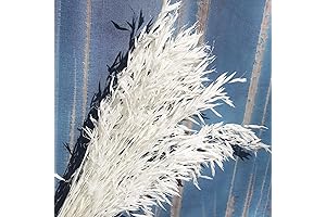 40 Stems Dried White Oat Flowers: Enchanting Flora for Wedding and Home Decor